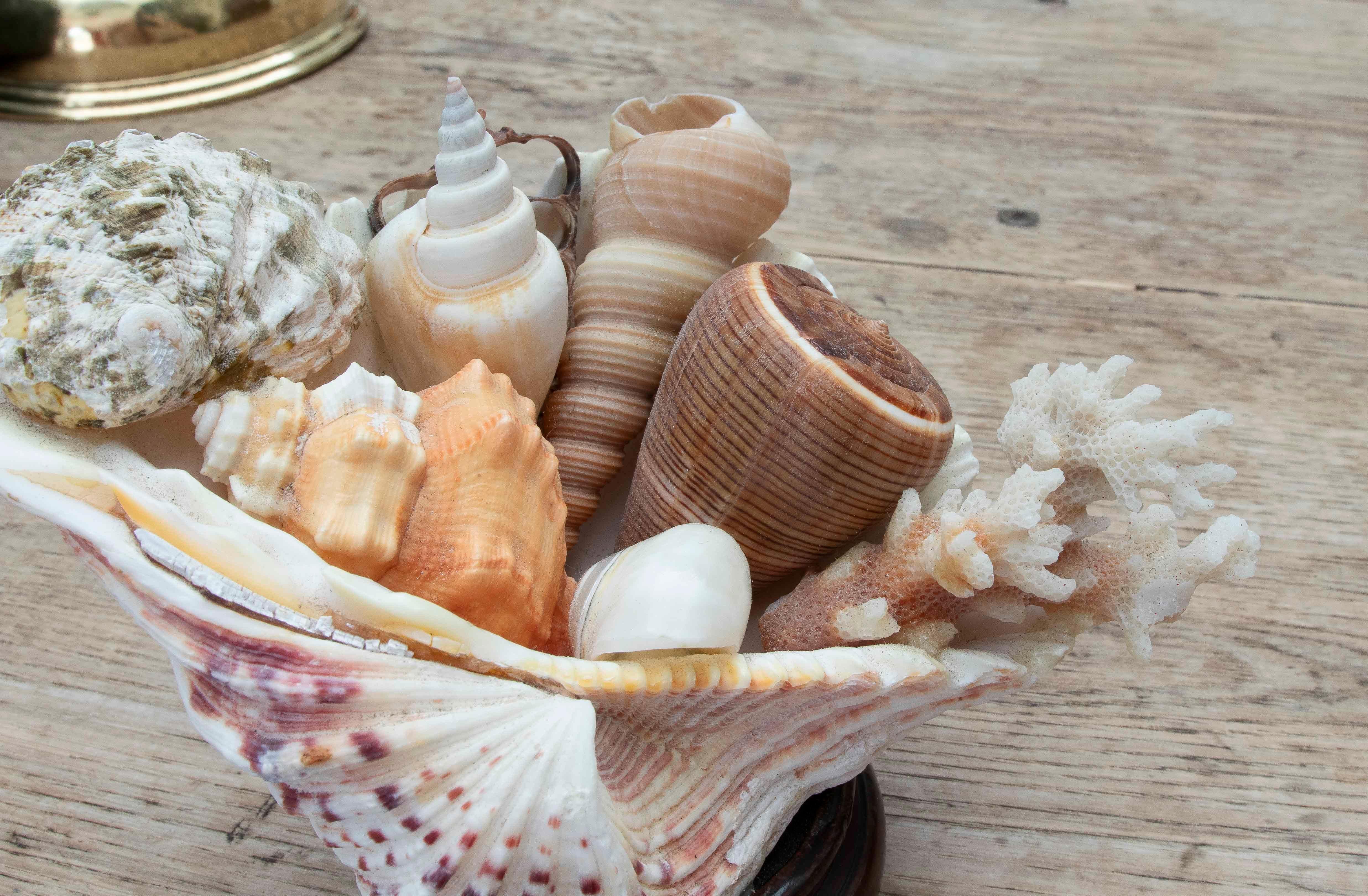 Centre de table décoratif Marin des années 1990 en coquillage naturel sur une base en bois en vente 2