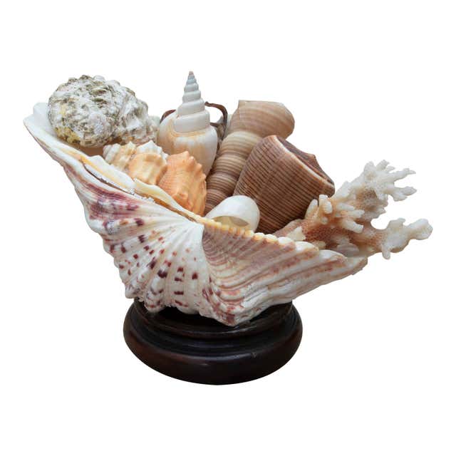 Shell Base Decor Madrepora and Shells Composition on Little Wooden Bases For Sale at 1stDibs
