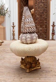 1990s Marine Sculptural Composition with Shells and Sea Urchins on a Golden Wood