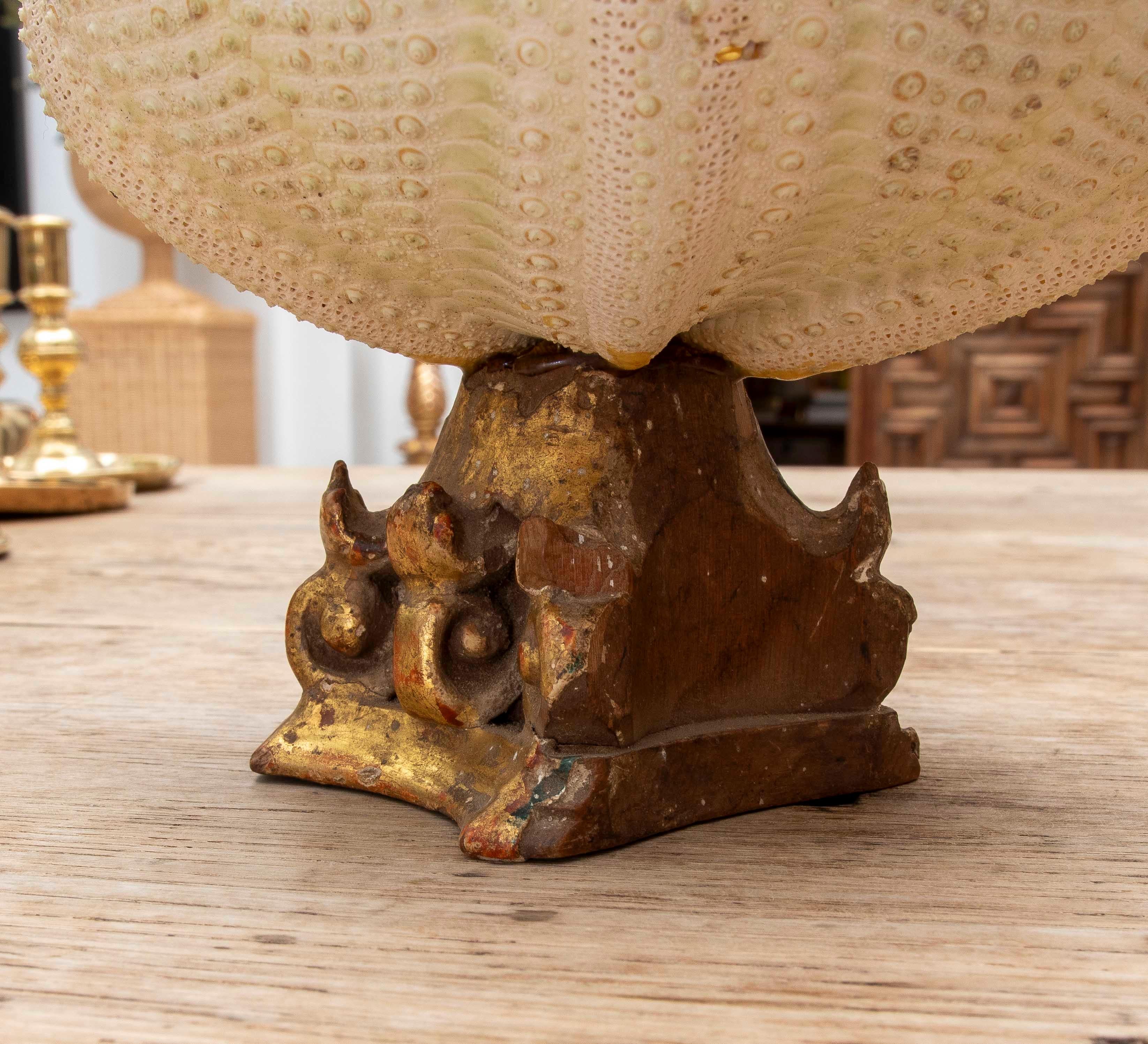 1990 Composition sculpturale marine avec coquillages et oursins sur un Wood Wood doré en vente 3