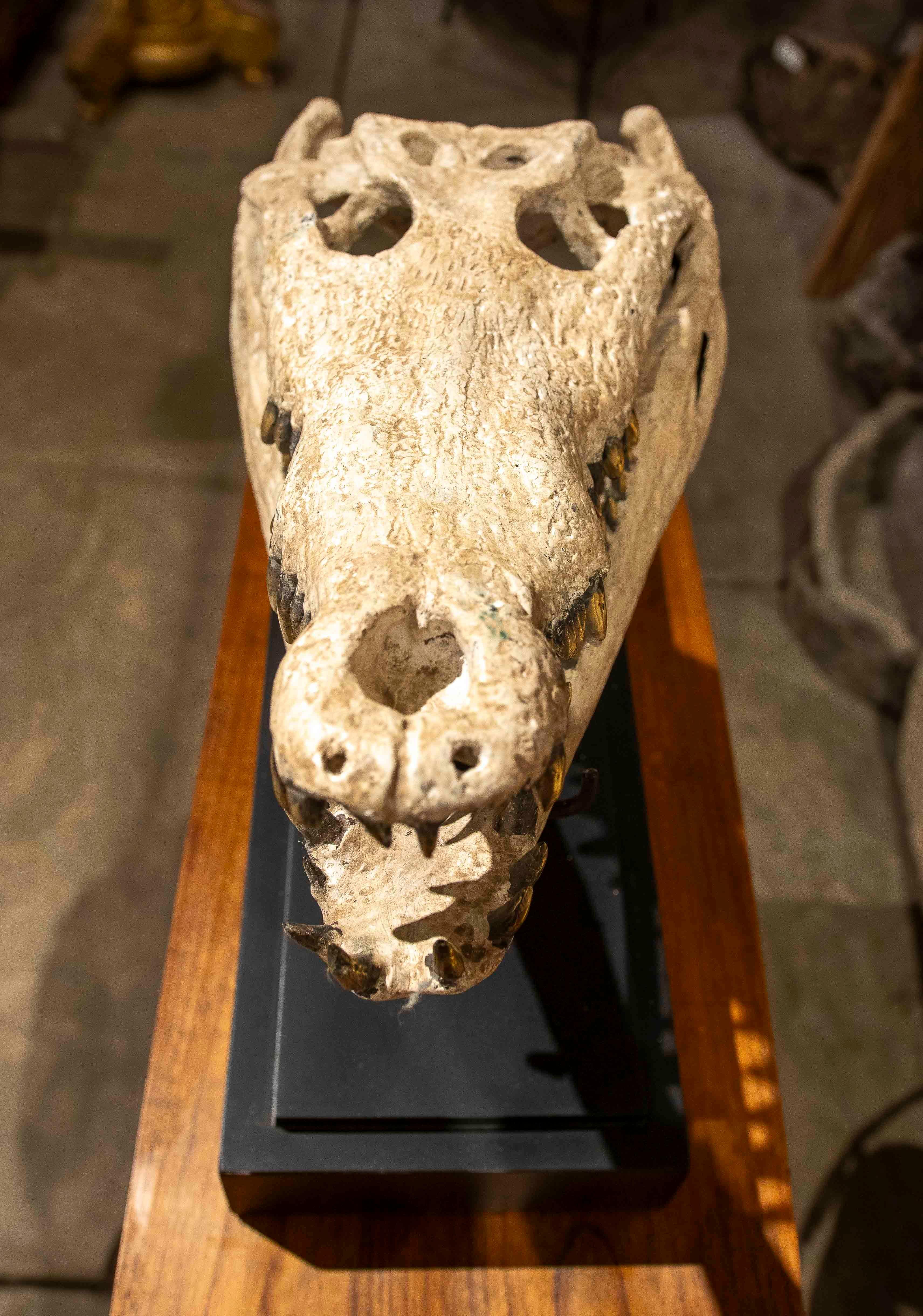 Replica naturalistica degli anni '90 di un teschio di coccodrillo in bronzo con finitura in osso in vendita 6