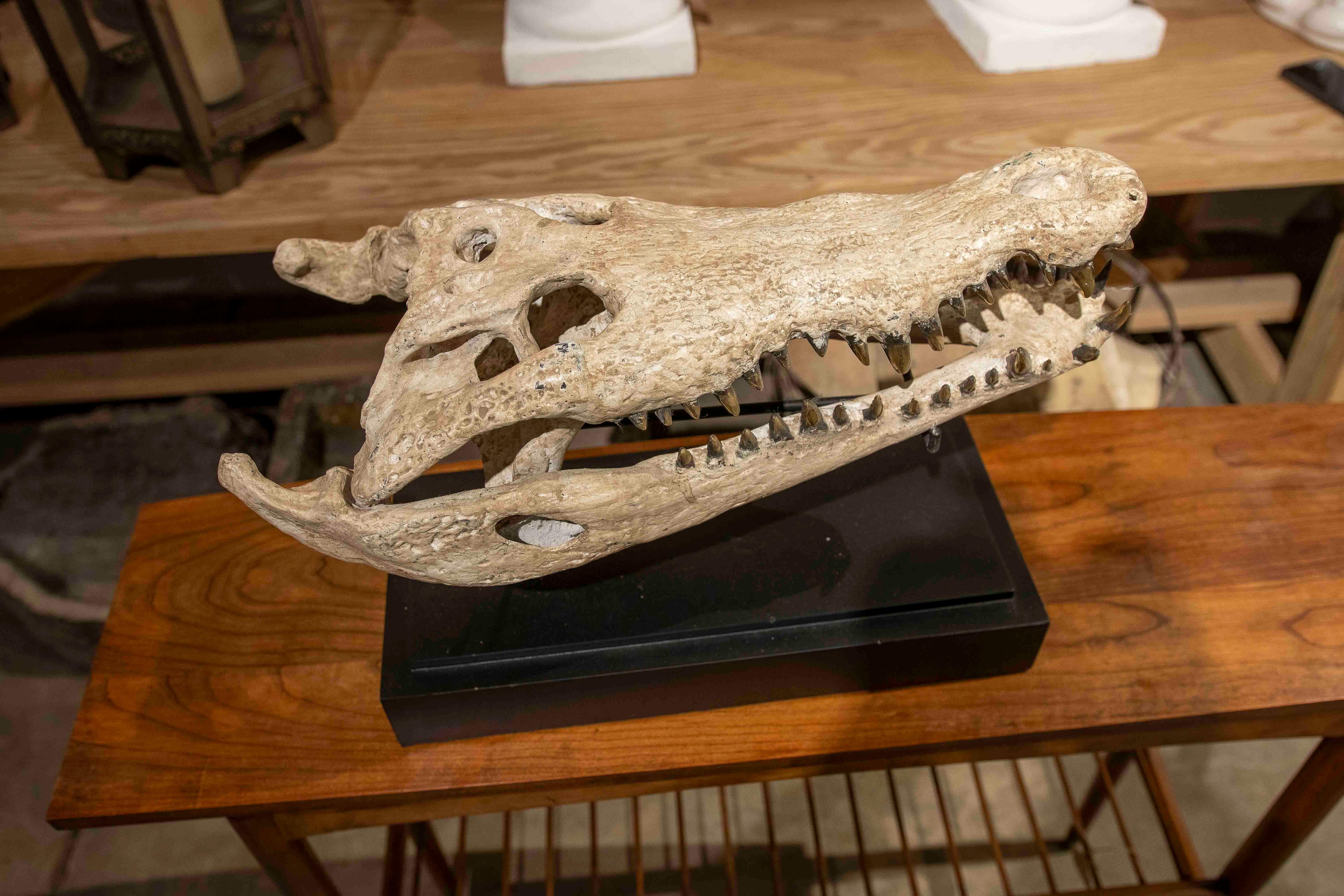 Replica naturalistica degli anni '90 di un teschio di coccodrillo in bronzo con finitura in osso in vendita 11