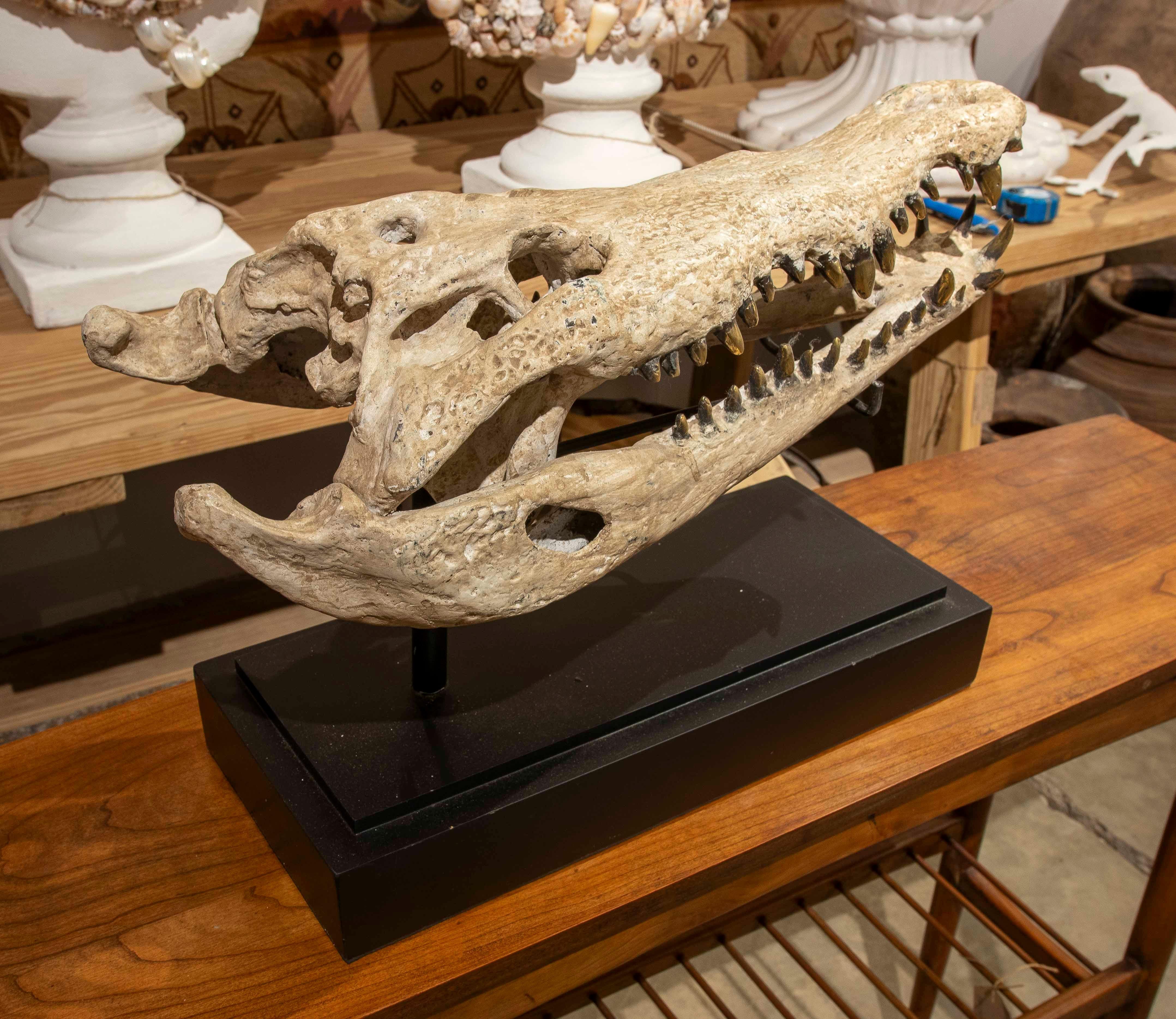 Spagnolo Replica naturalistica degli anni '90 di un teschio di coccodrillo in bronzo con finitura in osso in vendita
