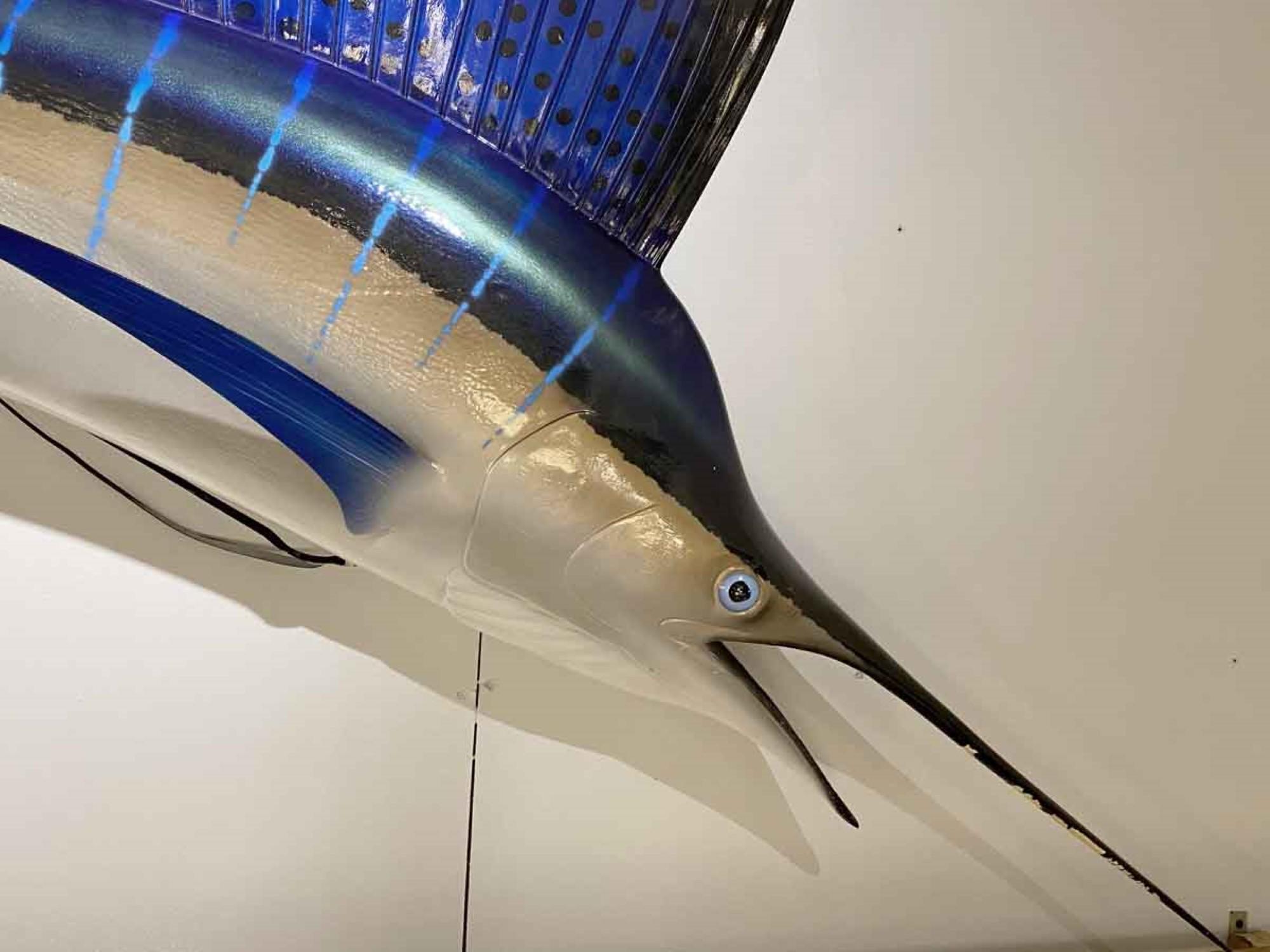 sailfish size