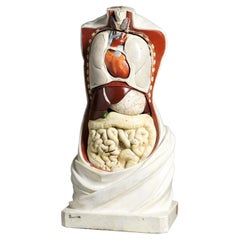 19th C Anatomical Didactic Model of a Torso with Removable Organs.