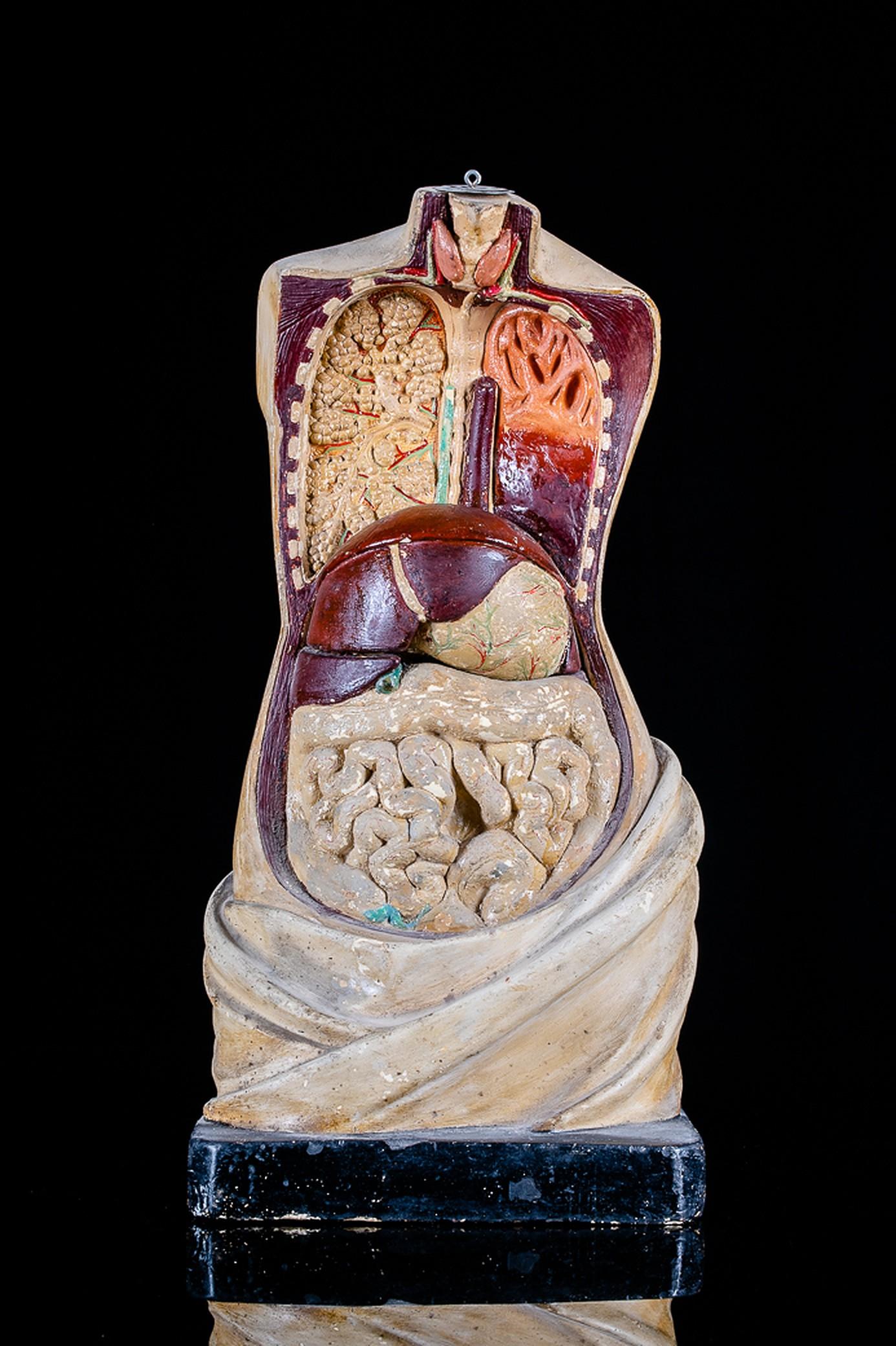 German 19th C Anatomical Didactic Model of a Torso with Removable Organs For Sale