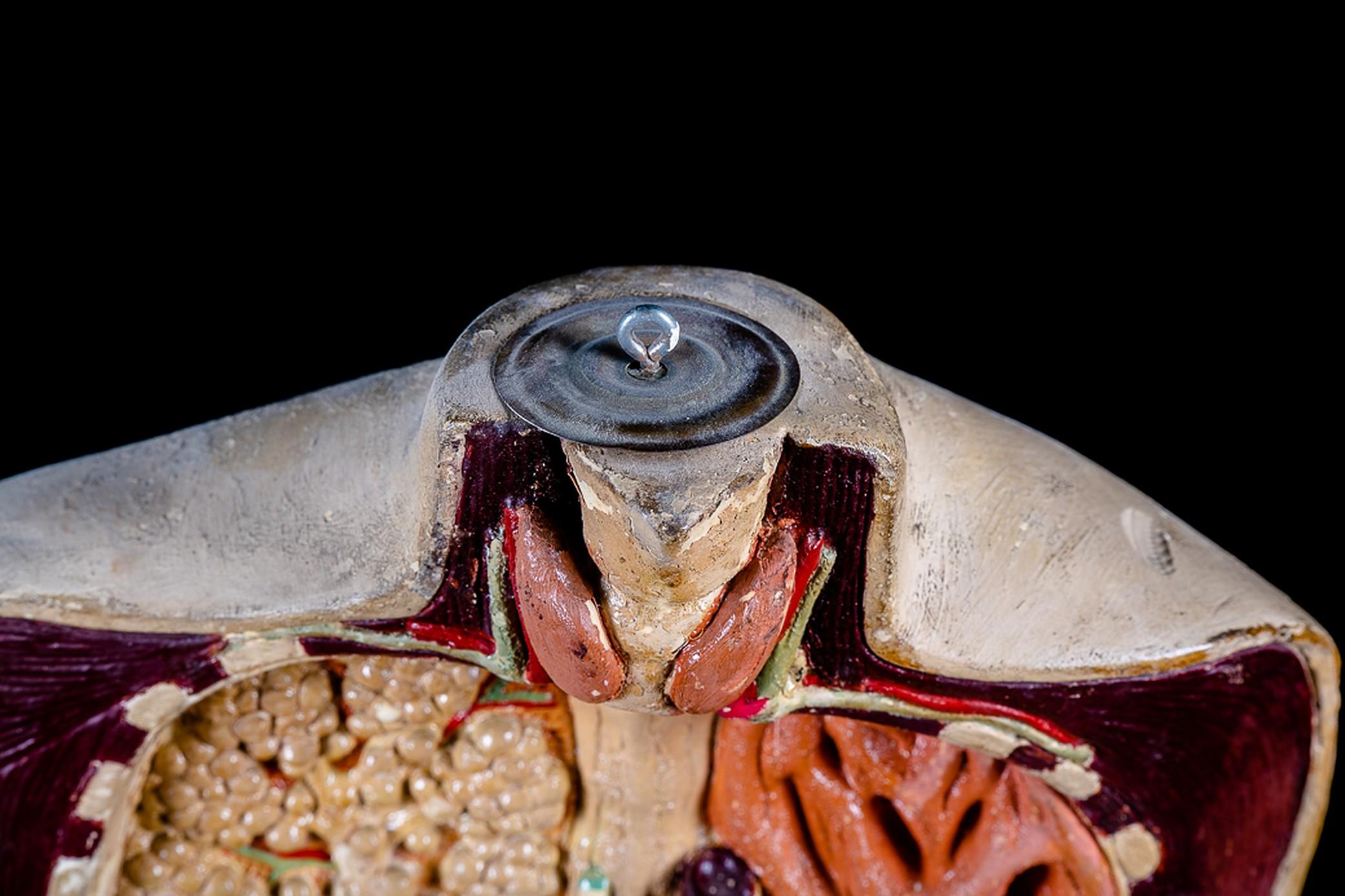 Hand-Crafted 19th C Anatomical Didactic Model of a Torso with Removable Organs For Sale