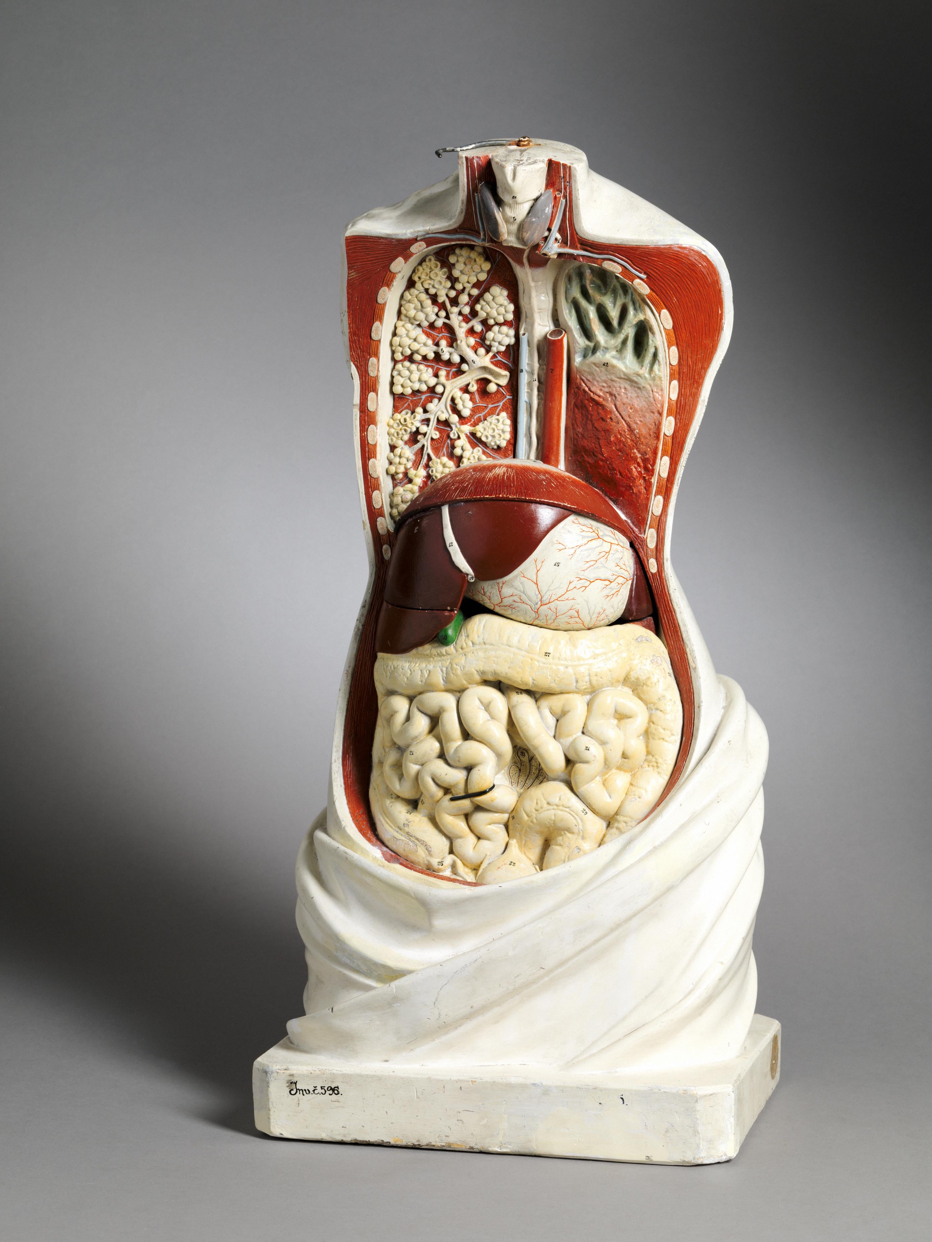 Hand-Crafted 19th C Anatomical Didactic Model of a Torso with Removable Organs. For Sale