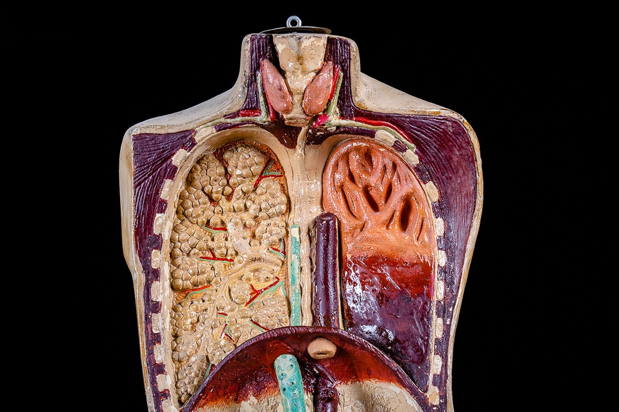 19th C Anatomical Didactic Model of a Torso with Removable Organs In Good Condition For Sale In Leuven , BE