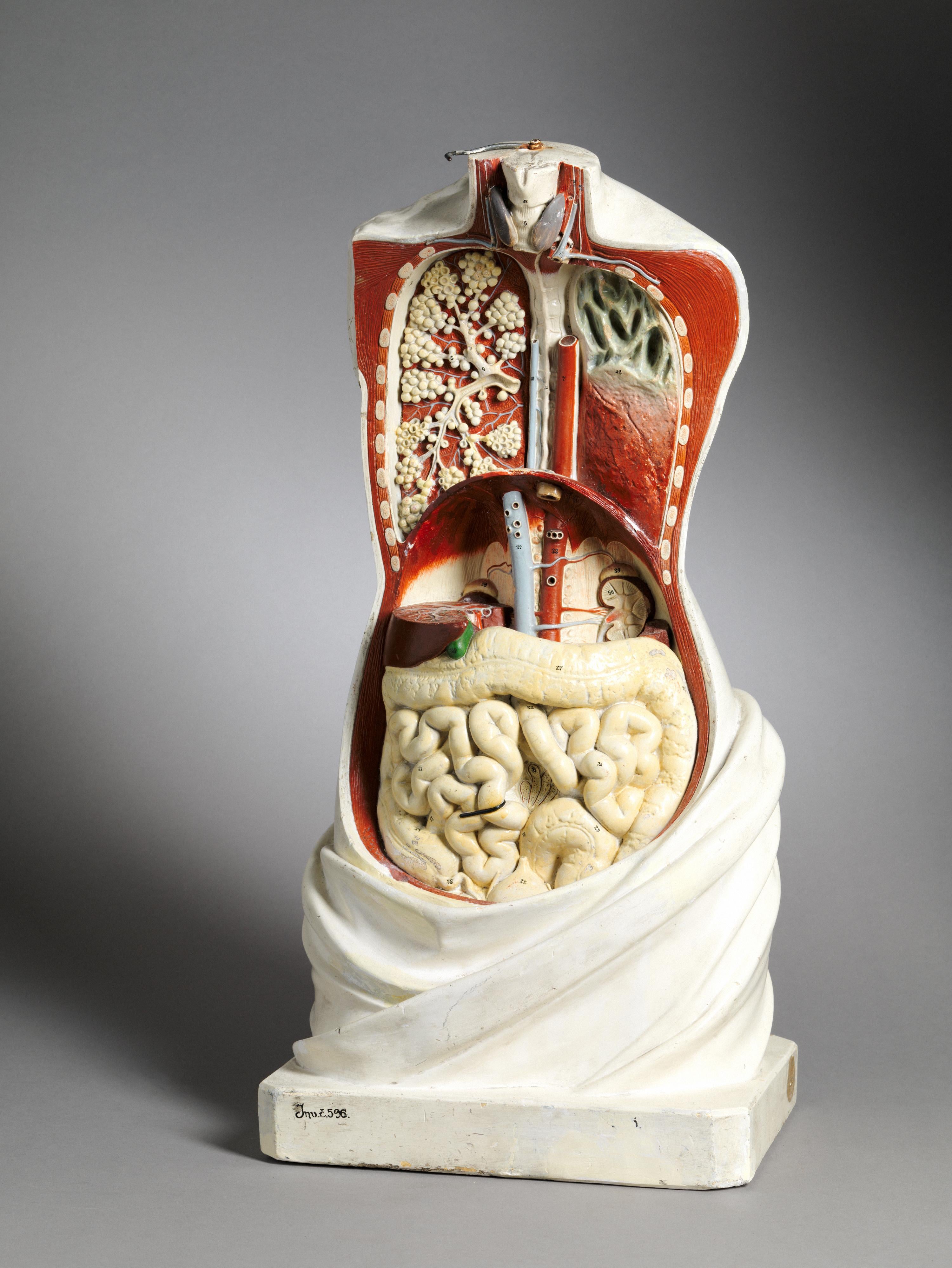 19th C Anatomical Didactic Model of a Torso with Removable Organs. In Good Condition For Sale In Leuven , BE