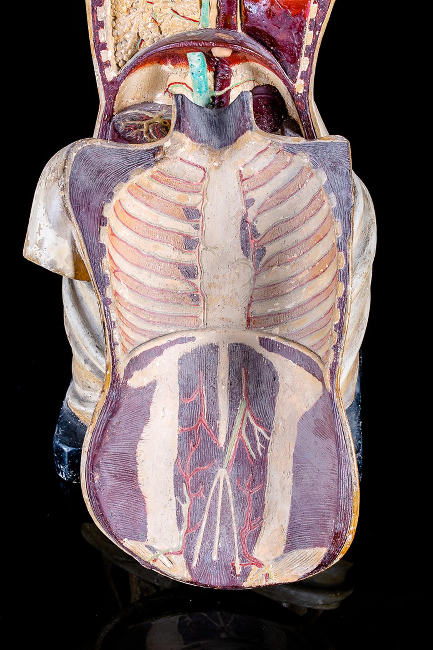 19th Century 19th C Anatomical Didactic Model of a Torso with Removable Organs For Sale