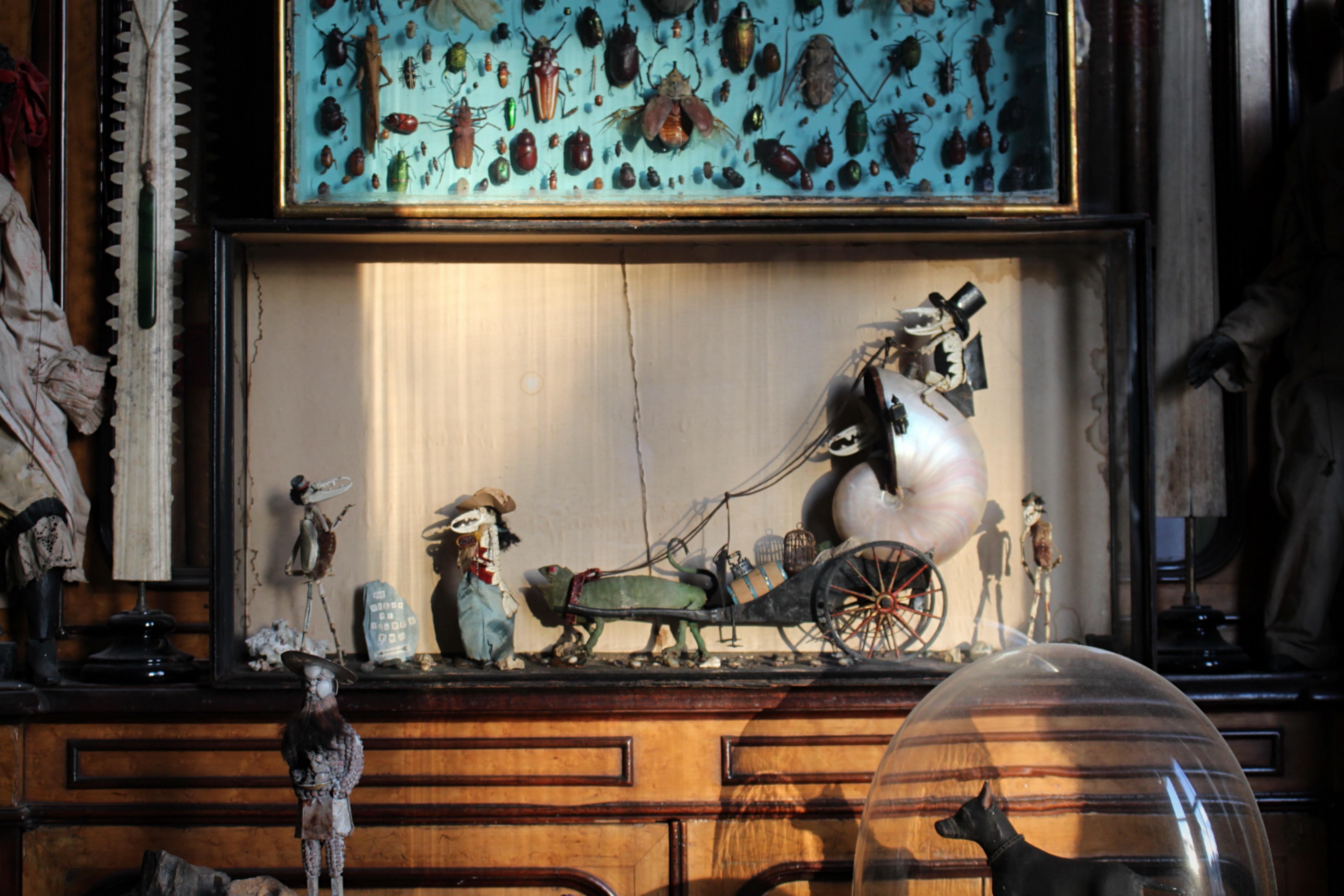 Une scène de taxidermie anthropomorphique plutôt inhabituelle de la fin du 19e siècle, tout à fait dans la manière de Walter Potter (2 juillet 1835 - 21 mai 1918).

La scène montre une coquille de Nautilus en guise de carrosse, avec une dame âgée à