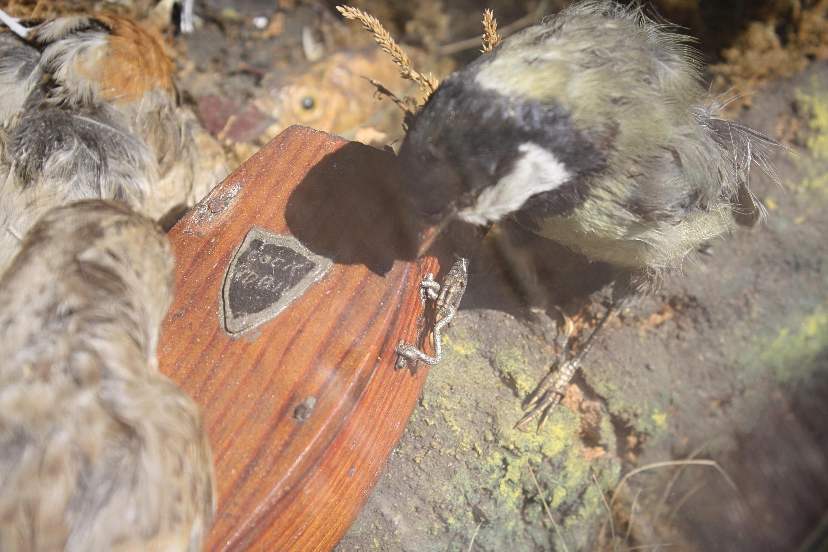 19th Century 19th C Anthropomorphic Taxidermy Diorama 