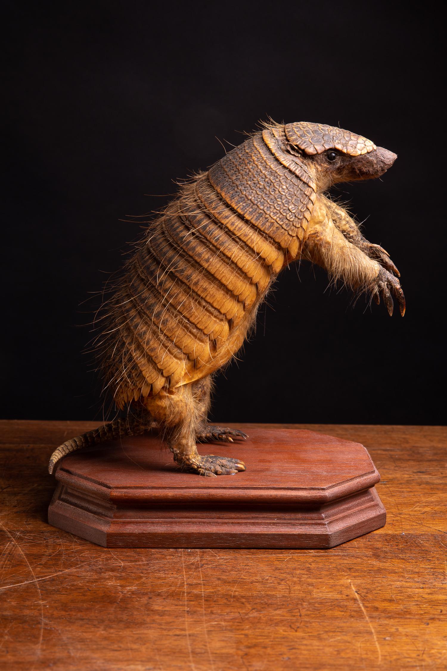 South American 19th C Armadillo Mount in sitting position on  wooden base For Sale
