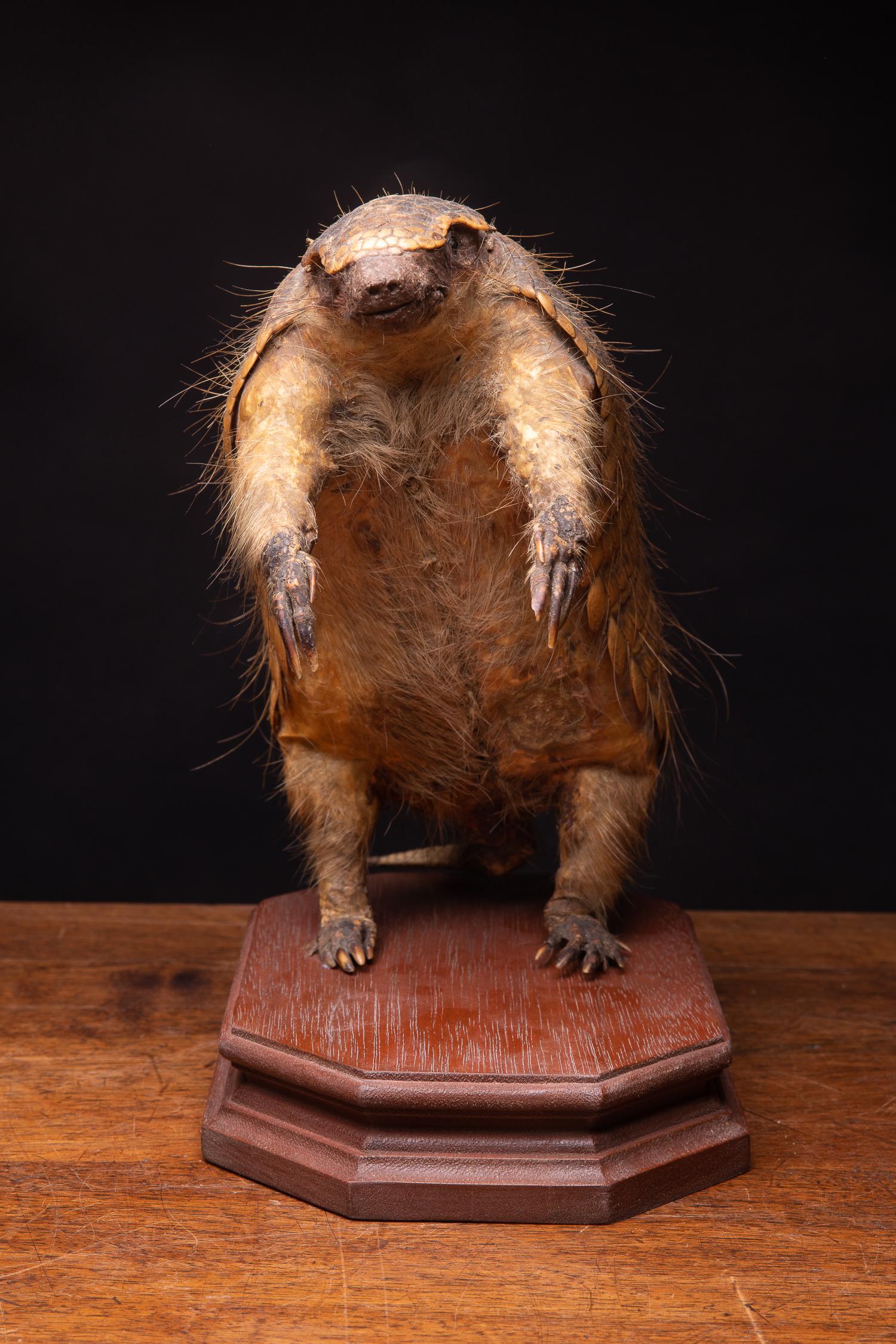 Hand-Crafted 19th C Armadillo Mount in sitting position on  wooden base For Sale