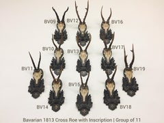 19th Century Bavarian Roe Deer Trophies on Black Forest Plaques with Inscription