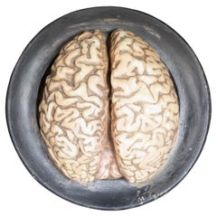 19th c. Bock-Steger Anatomical Brain Model, Germany