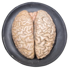 19th c. Bock-Steger Anatomical Brain Model, Germany