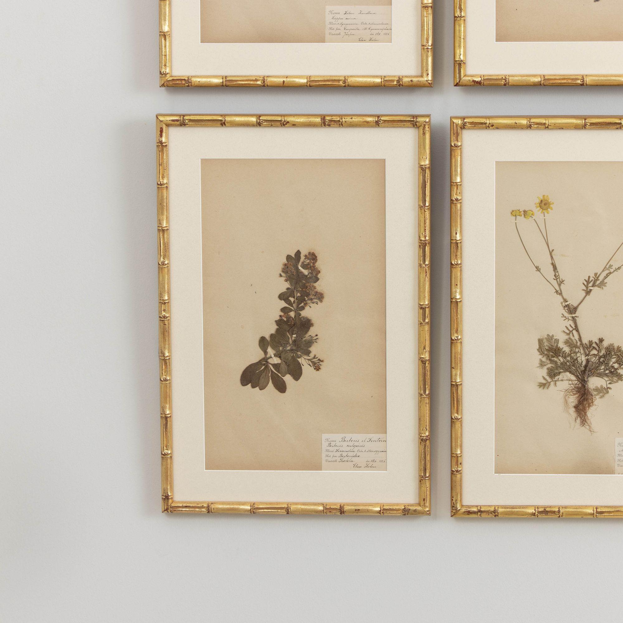 19th c. Collection of 9 Framed Large Swedish Herbarium Studies 4