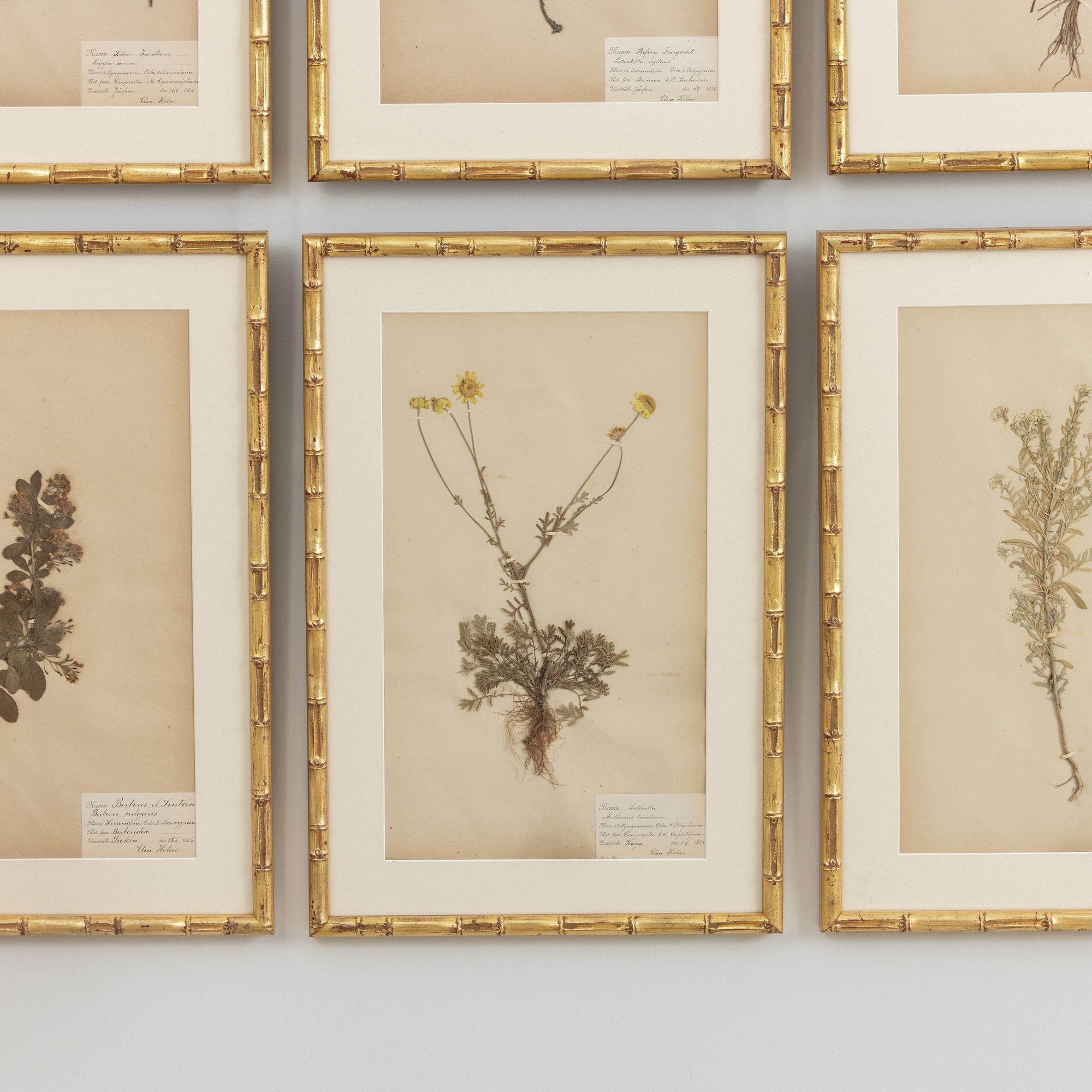 19th c. Collection of 9 Framed Large Swedish Herbarium Studies 5