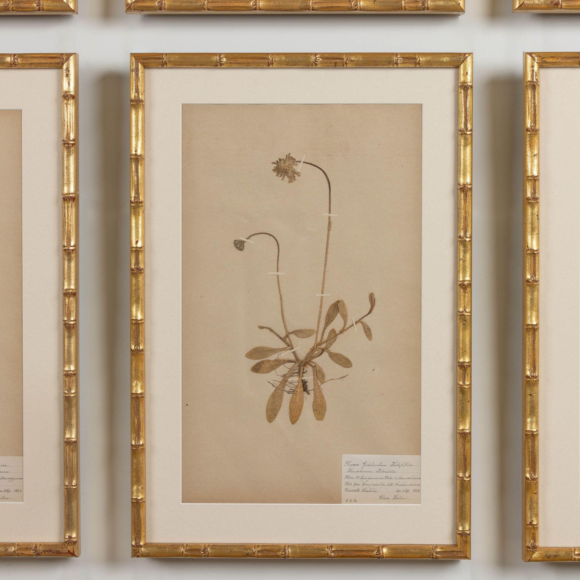 19th c. Collection of 9 Framed Large Swedish Herbarium Studies 5