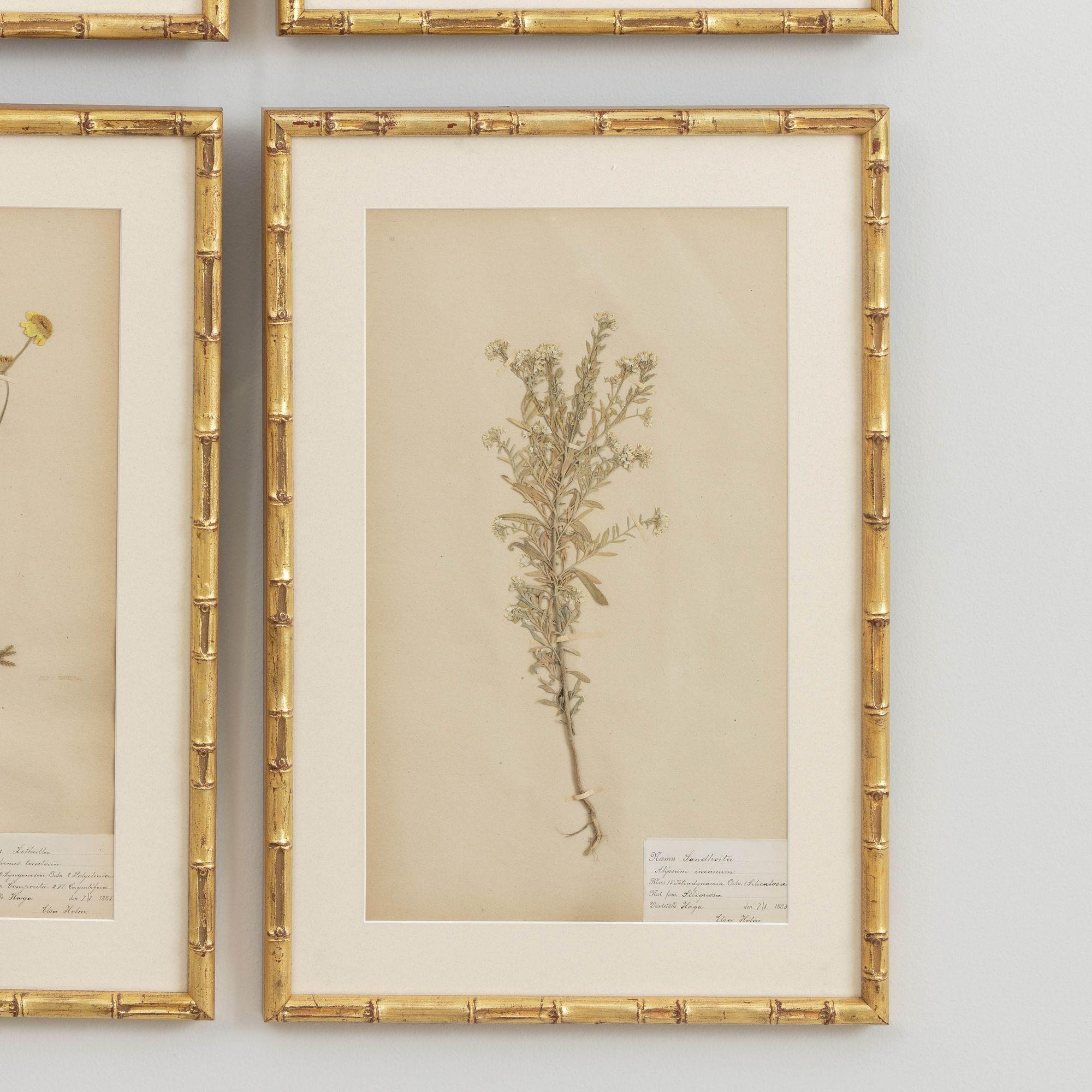 19th c. Collection of 9 Framed Large Swedish Herbarium Studies 6