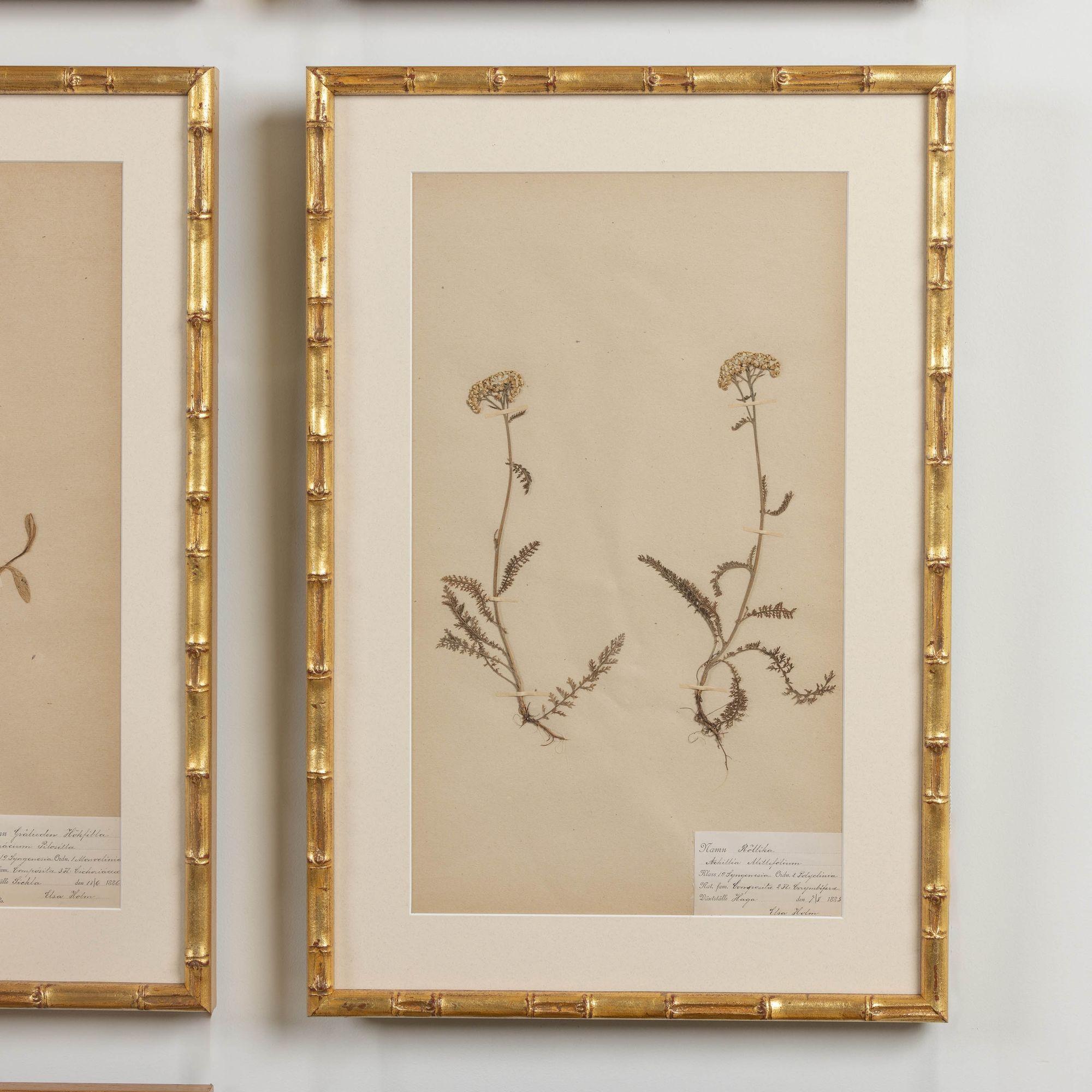 19th c. Collection of 9 Framed Large Swedish Herbarium Studies 7