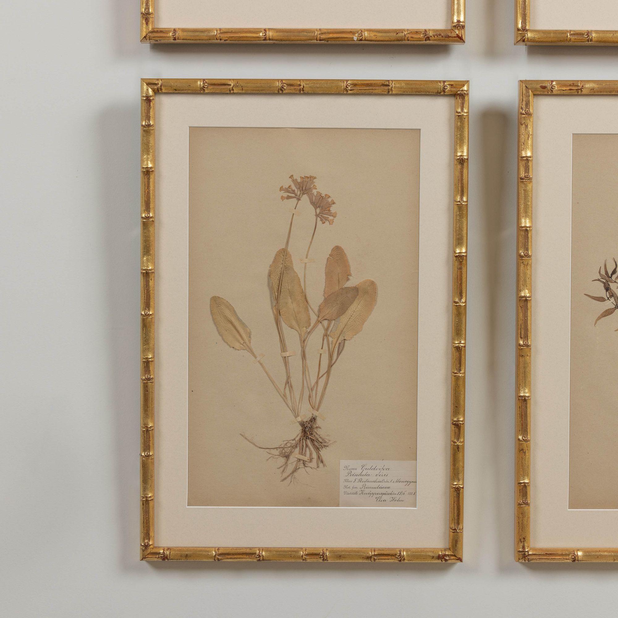 19th c. Collection of 9 Framed Large Swedish Herbarium Studies 9