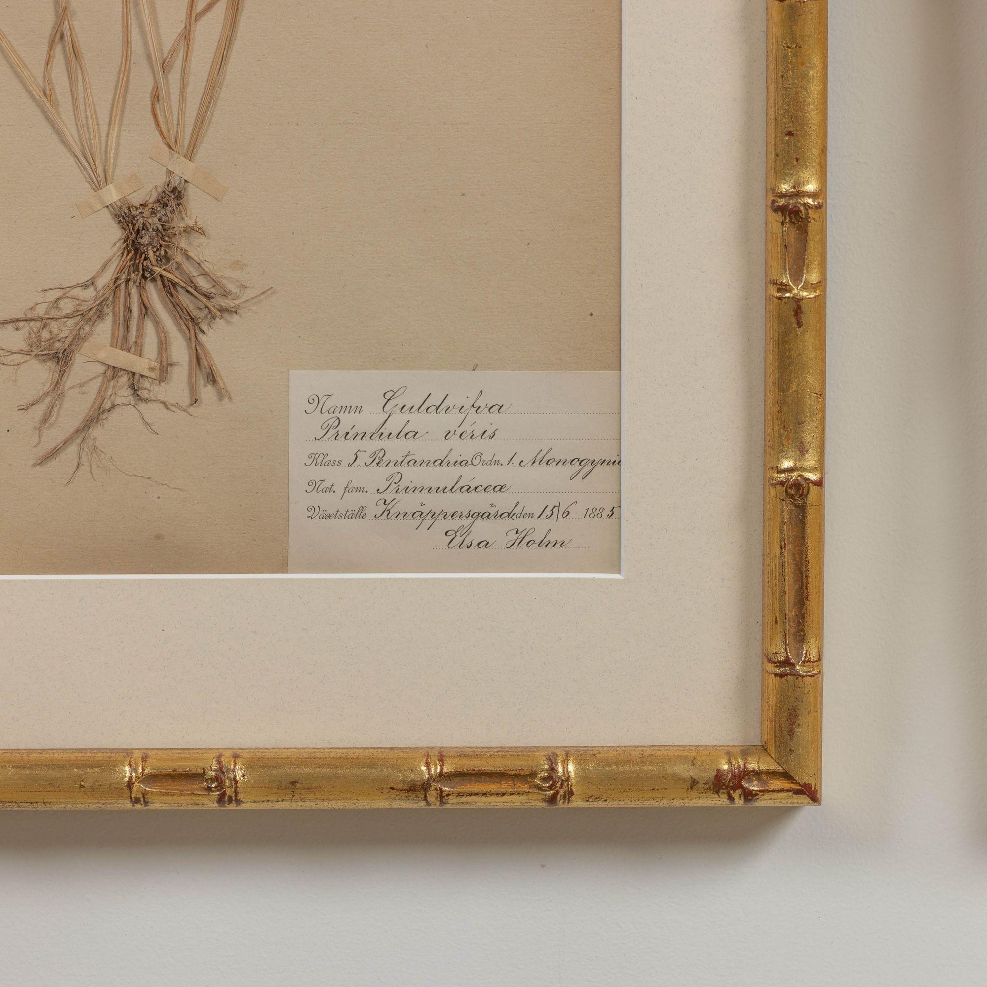 19th c. Collection of 9 Framed Large Swedish Herbarium Studies 10