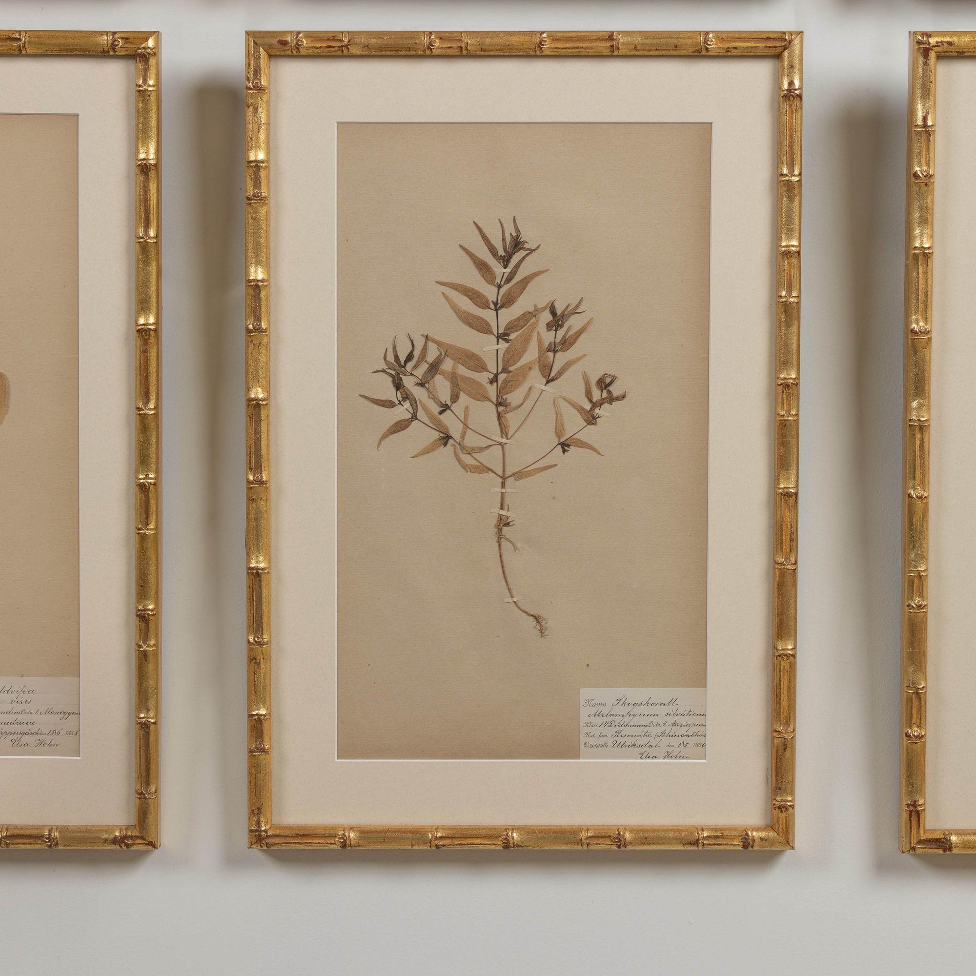 19th c. Collection of 9 Framed Large Swedish Herbarium Studies 11