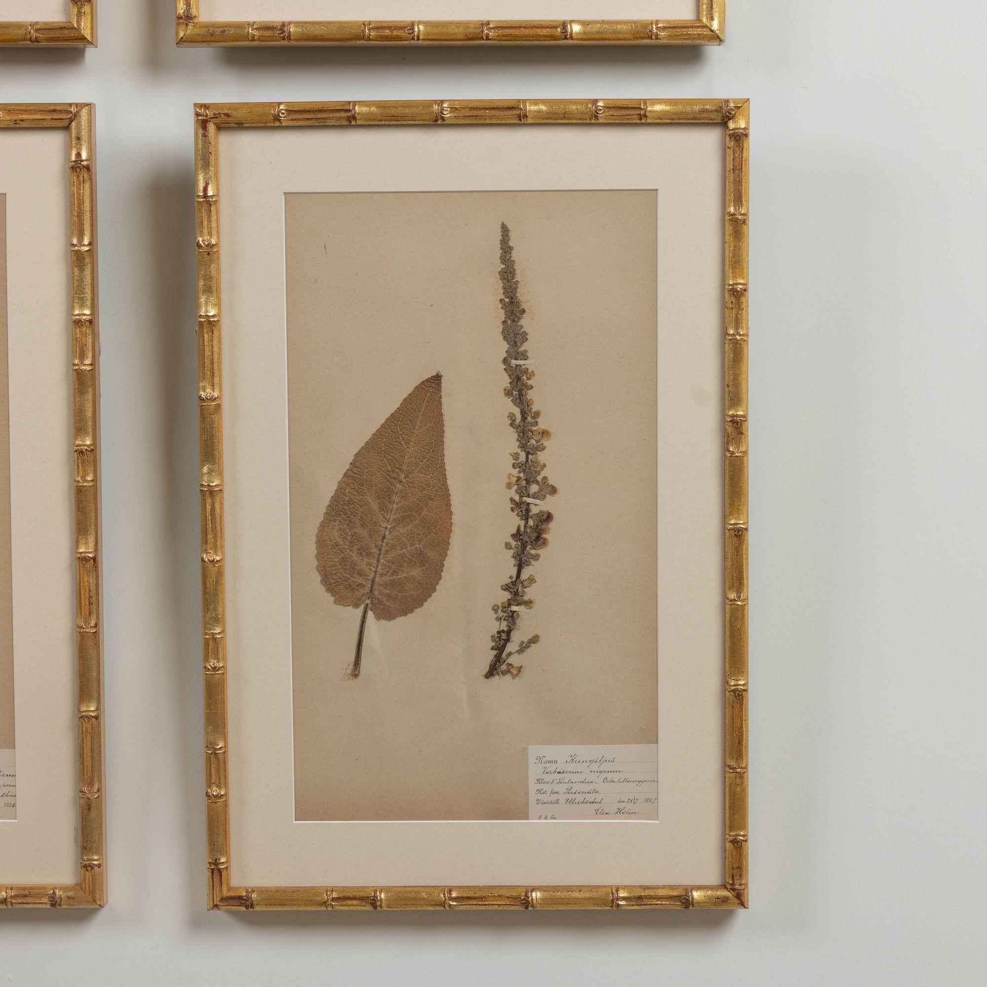 19th c. Collection of 9 Framed Large Swedish Herbarium Studies 13