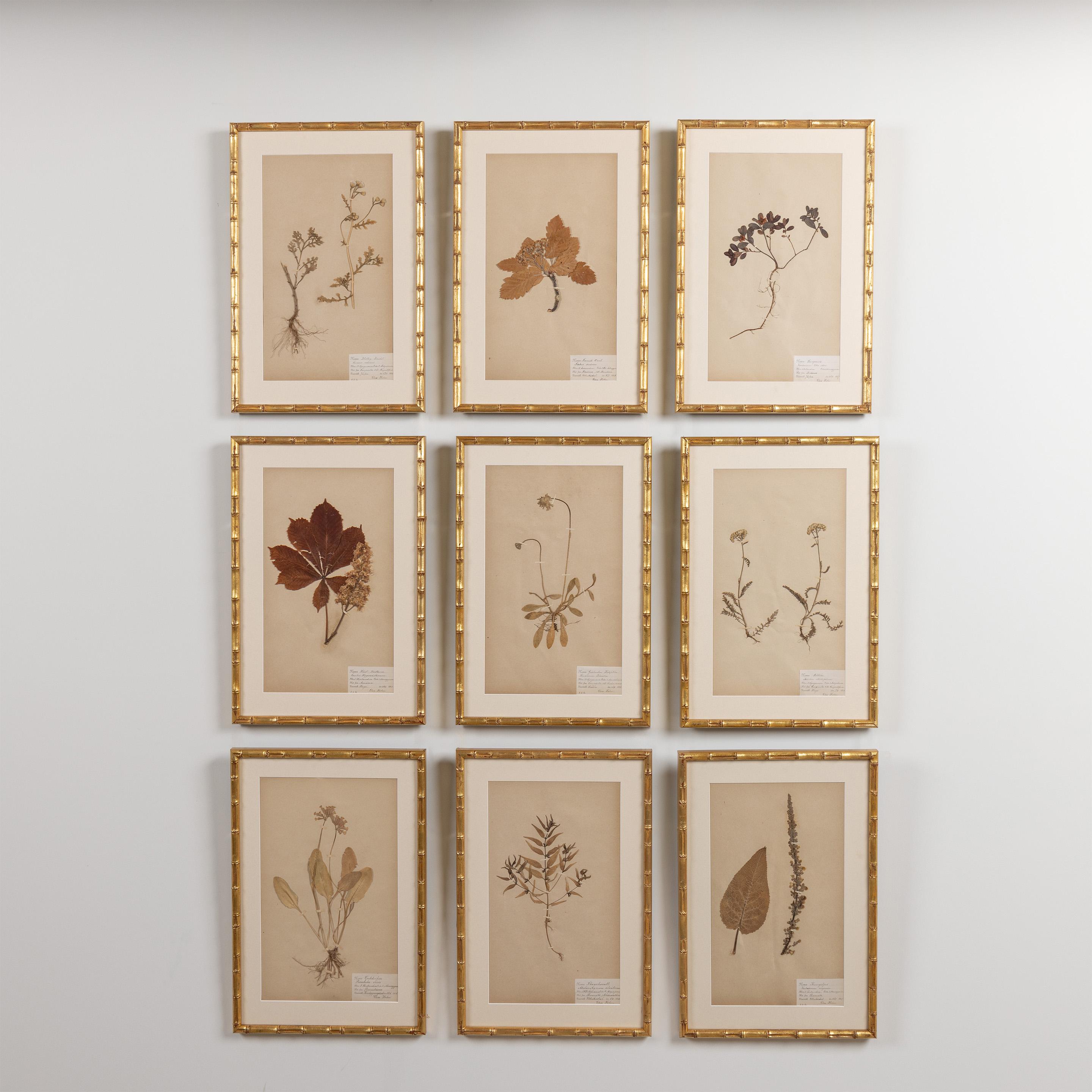 A beautiful collection of nine unusually large Swedish herbarium studies from the 19th c. with original dated labels. Catalogued by hand with the Latin name of the plant and the date. The dates are between 1885-1888. Archival quality framing with