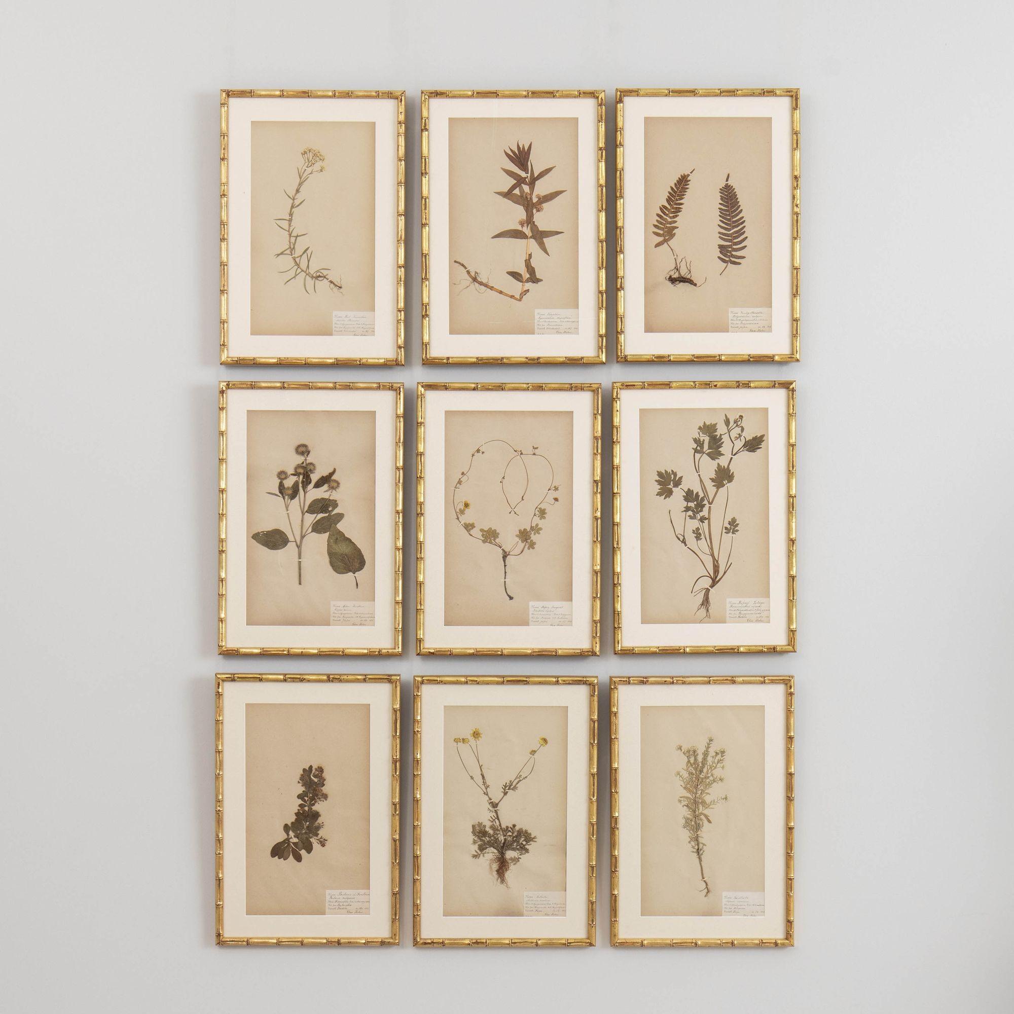 Hand-Crafted 19th c. Collection of 9 Framed Large Swedish Herbarium Studies