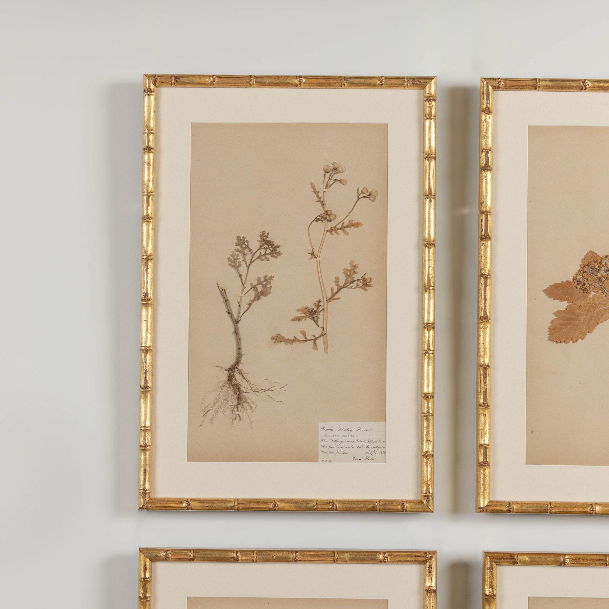 English 19th c. Collection of 9 Framed Large Swedish Herbarium Studies