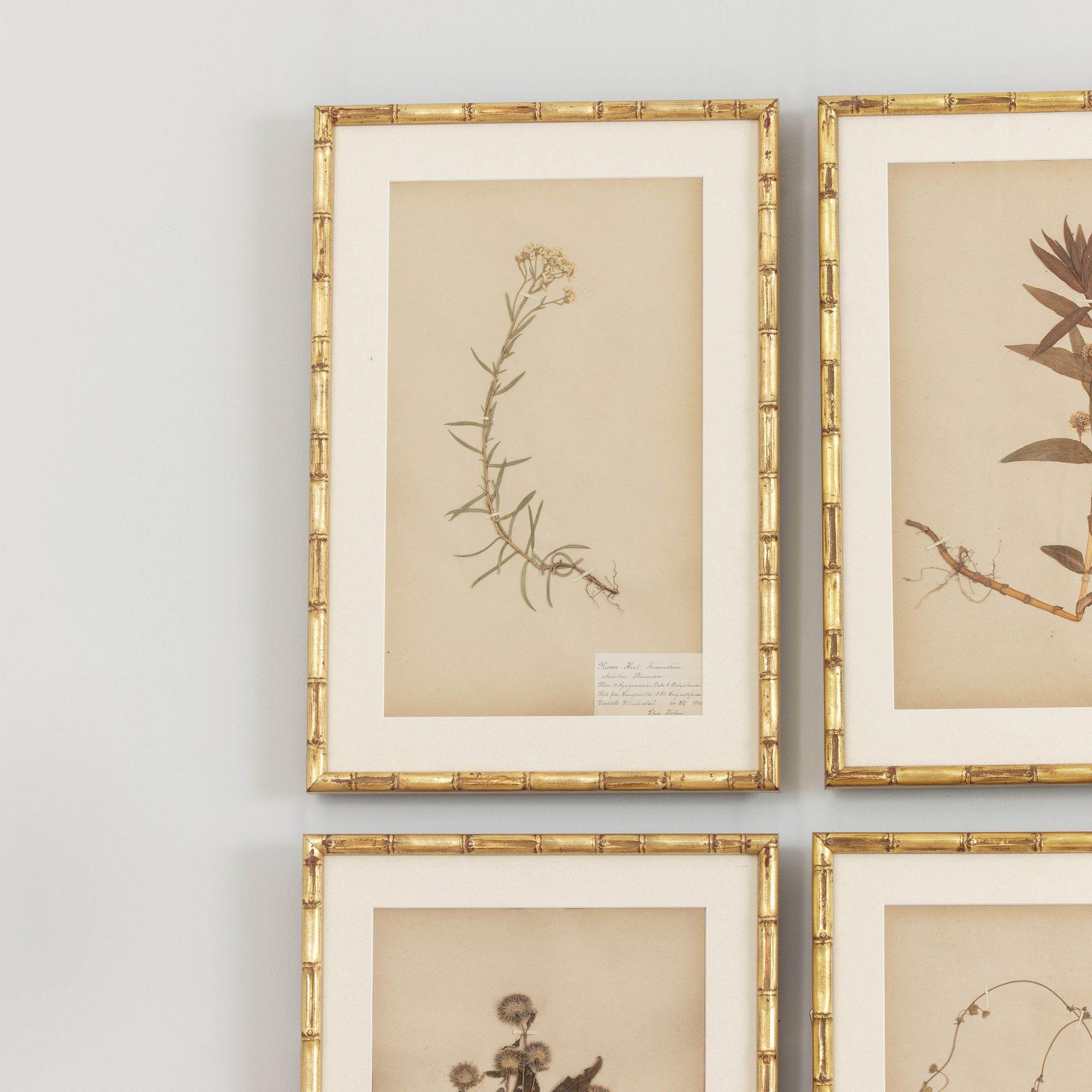 19th c. Collection of 9 Framed Large Swedish Herbarium Studies In Excellent Condition In Wichita, KS