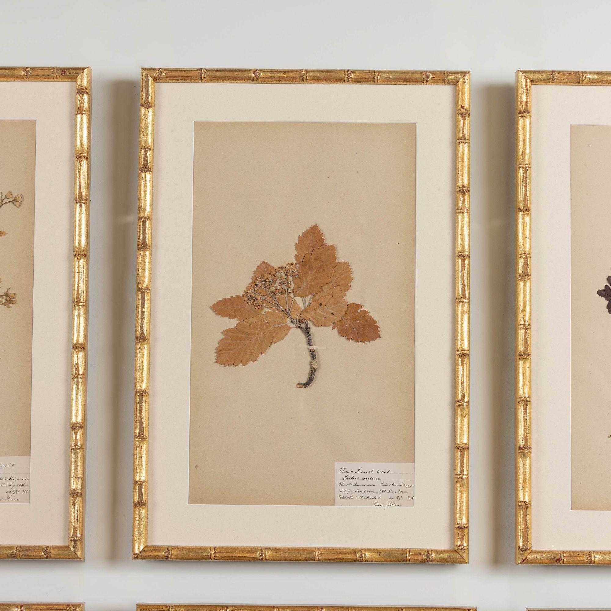 19th Century 19th c. Collection of 9 Framed Large Swedish Herbarium Studies