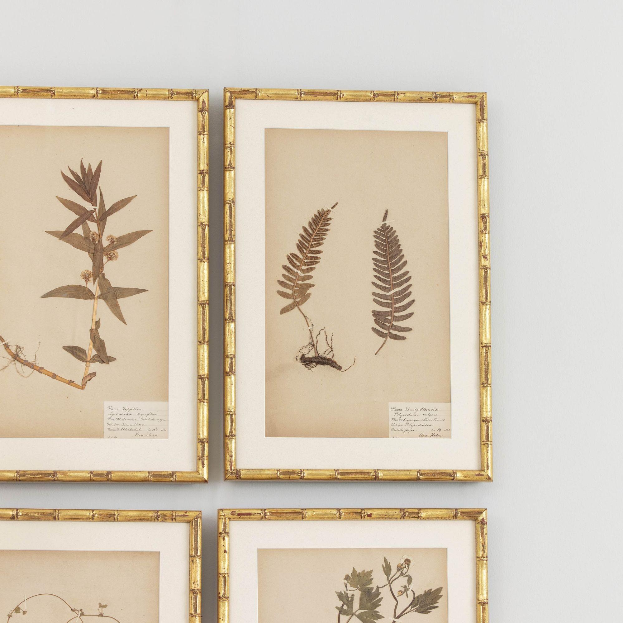 Wood 19th c. Collection of 9 Framed Large Swedish Herbarium Studies