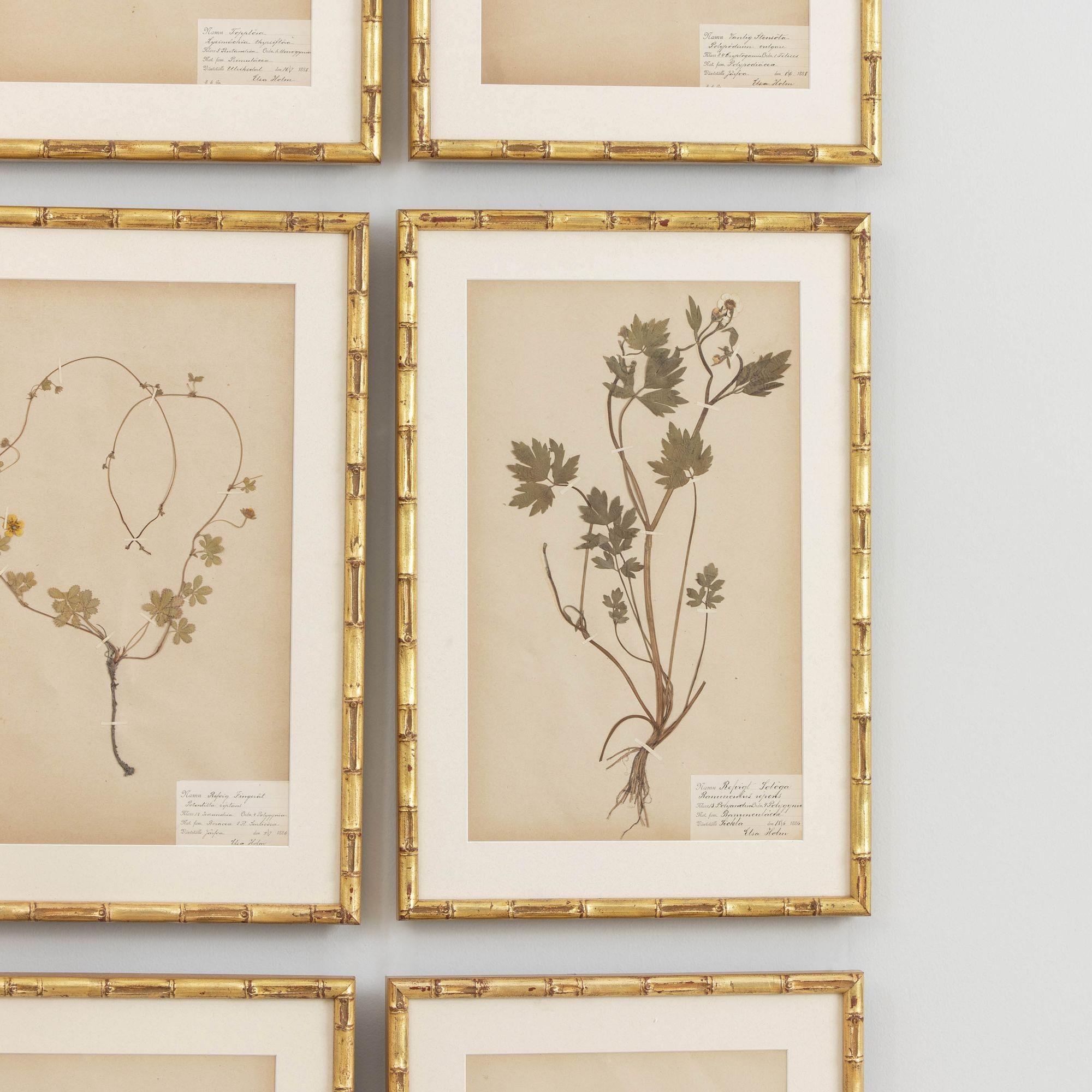 19th c. Collection of 9 Framed Large Swedish Herbarium Studies 1