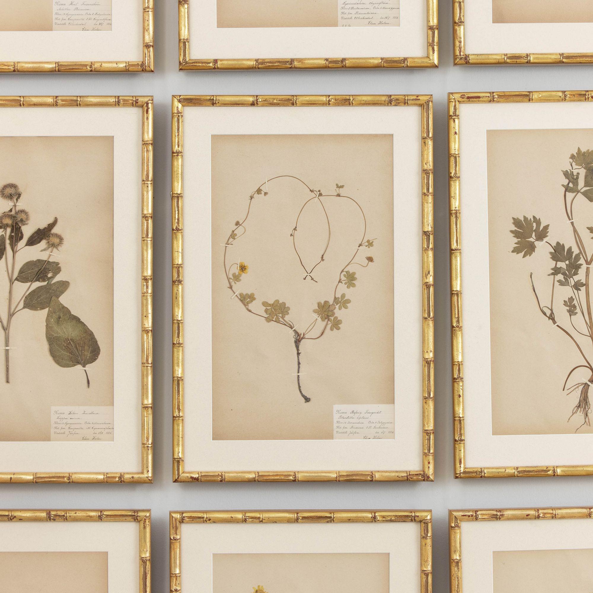 19th c. Collection of 9 Framed Large Swedish Herbarium Studies 2