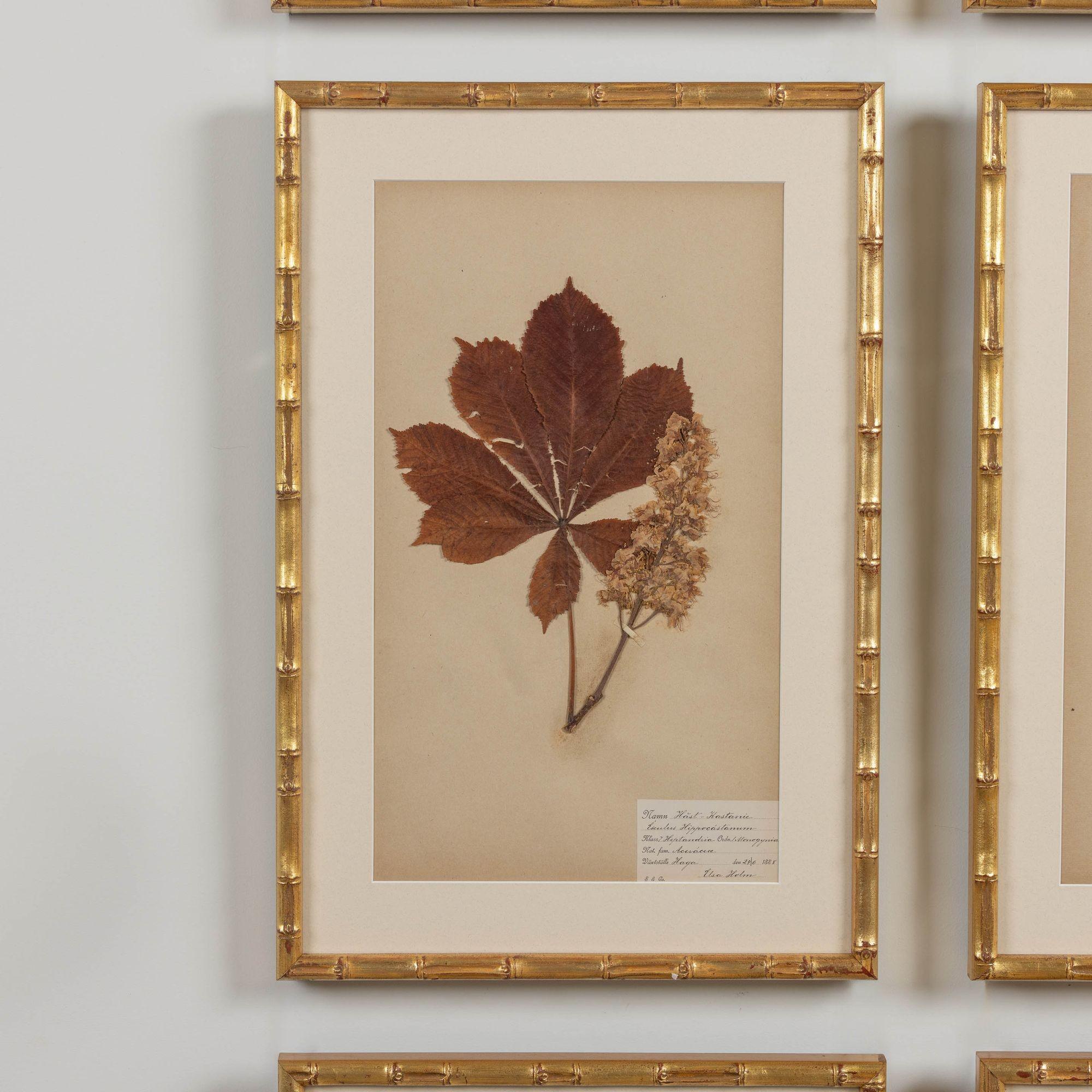 19th c. Collection of 9 Framed Large Swedish Herbarium Studies 3