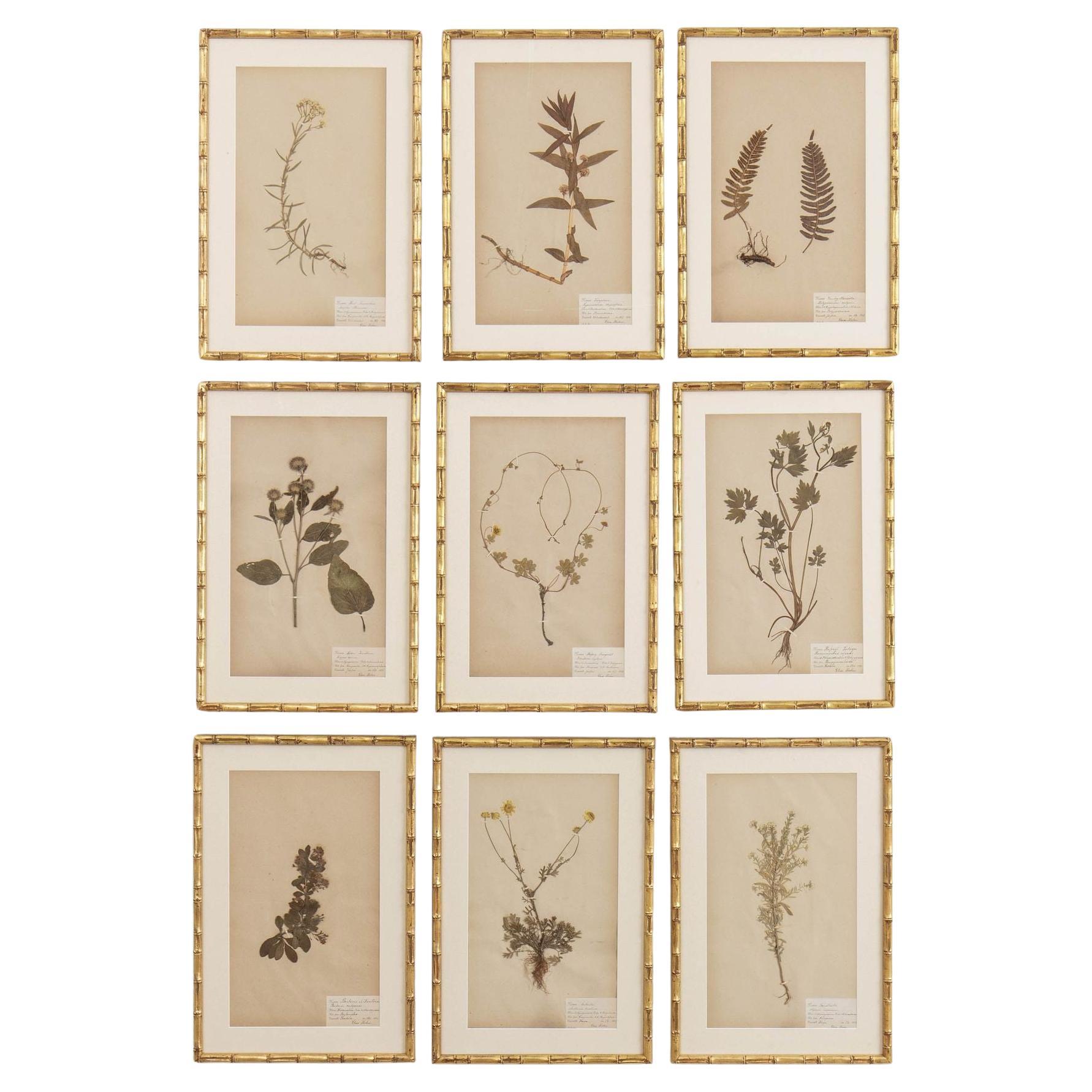 19th c. Collection of 9 Framed Large Swedish Herbarium Studies