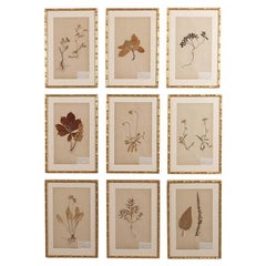 19th c. Collection of 9 Framed Large Swedish Herbarium Studies