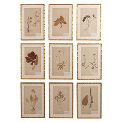 19th c. Collection of 9 Framed Large Swedish Herbarium Studies