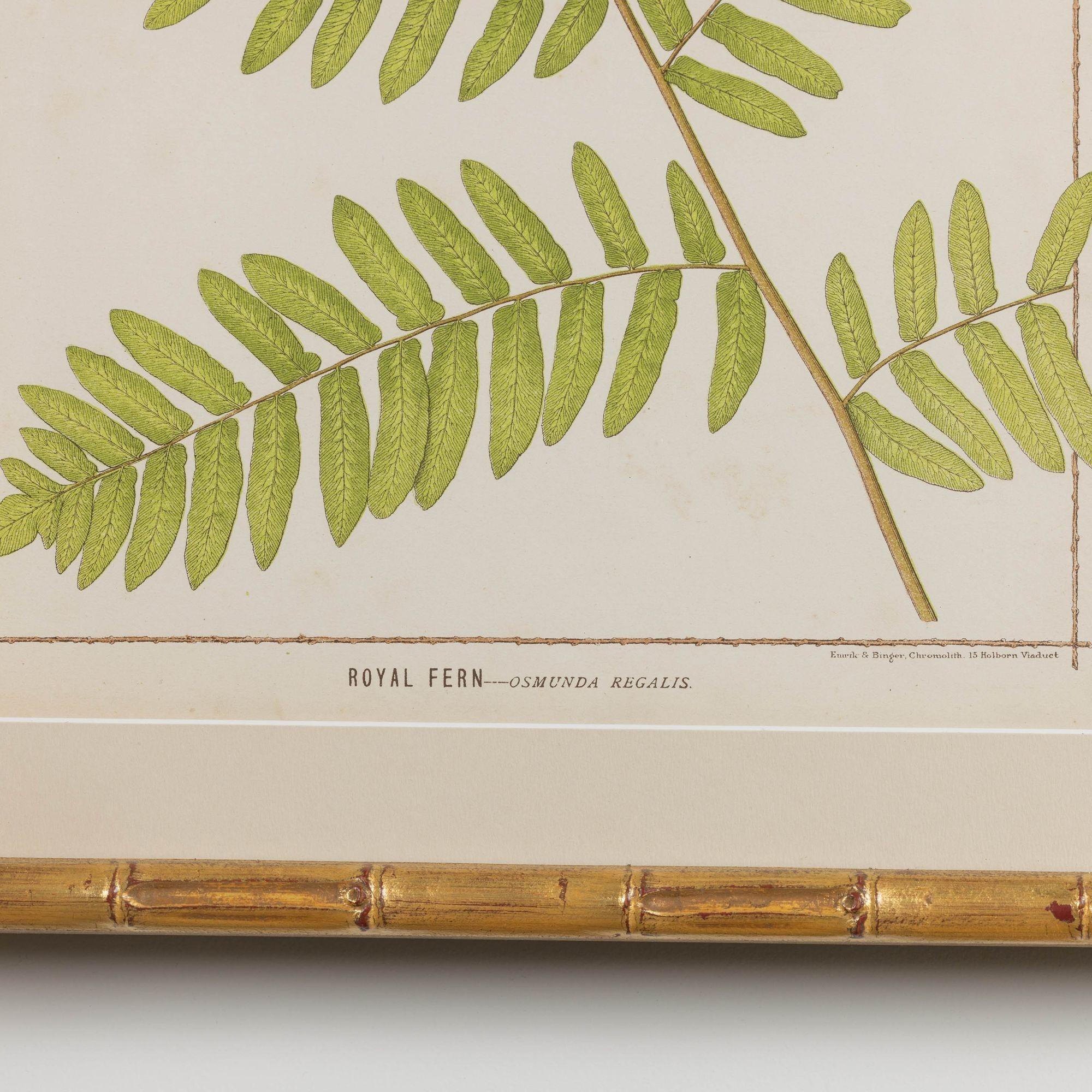 19th c. Collection of Four Framed English Chromolithograph Ferns 6