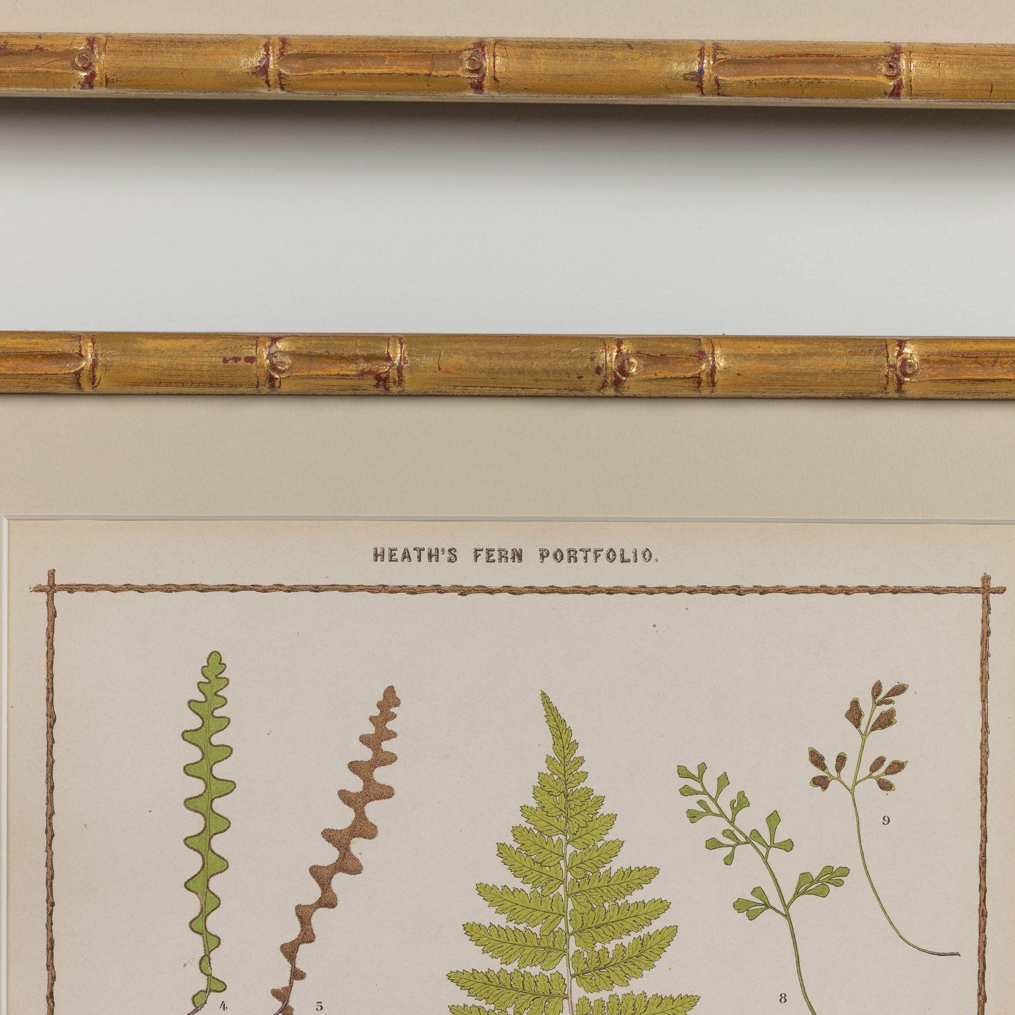 19th c. Collection of Four Framed English Chromolithograph Ferns 7