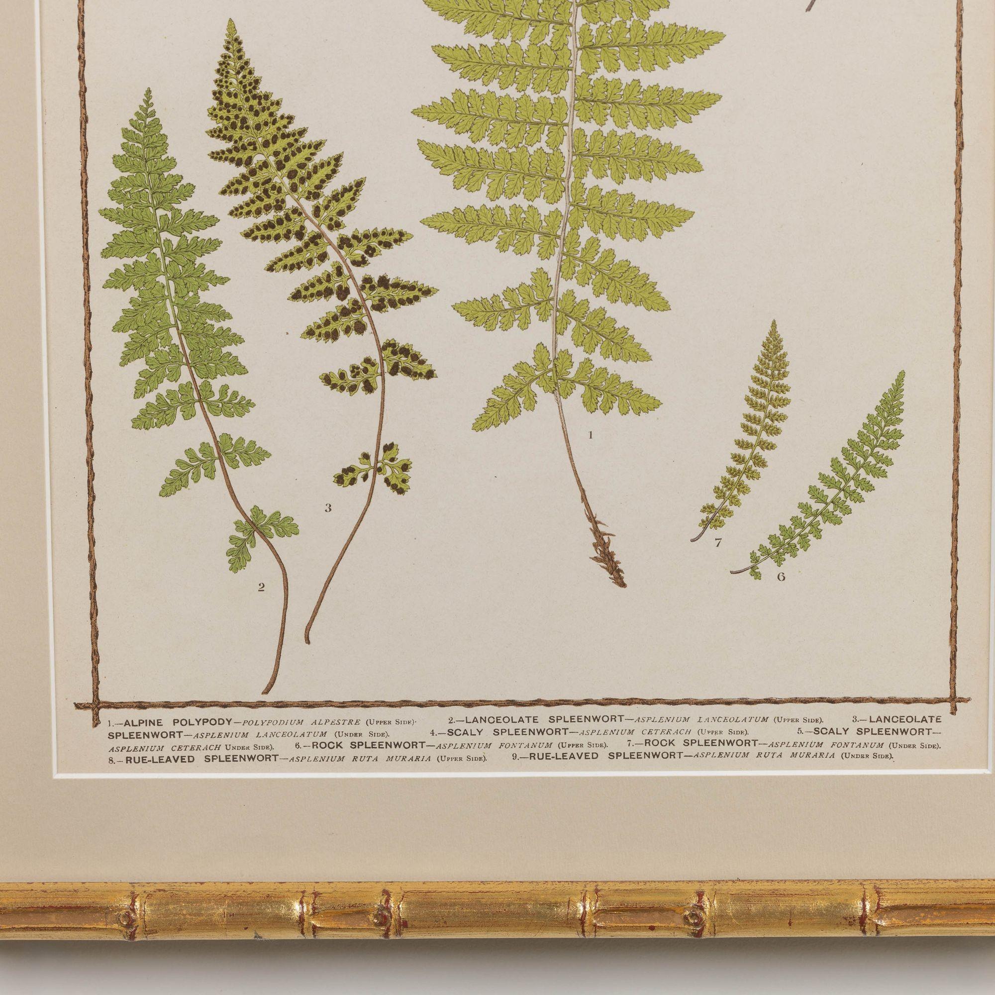 19th c. Collection of Four Framed English Chromolithograph Ferns 8