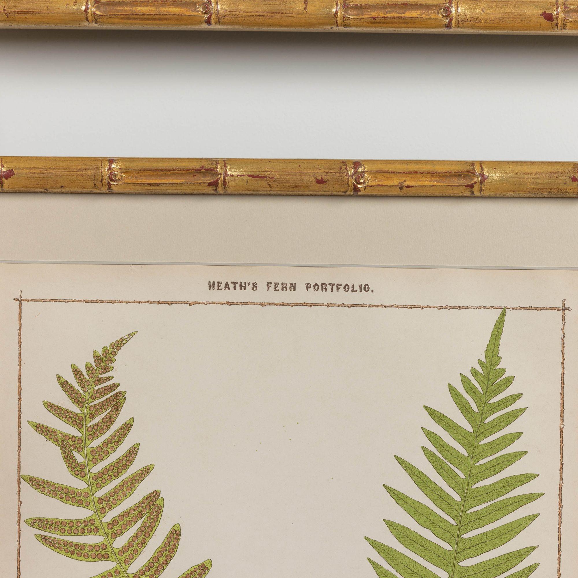 19th c. Collection of Four Framed English Chromolithograph Ferns 9