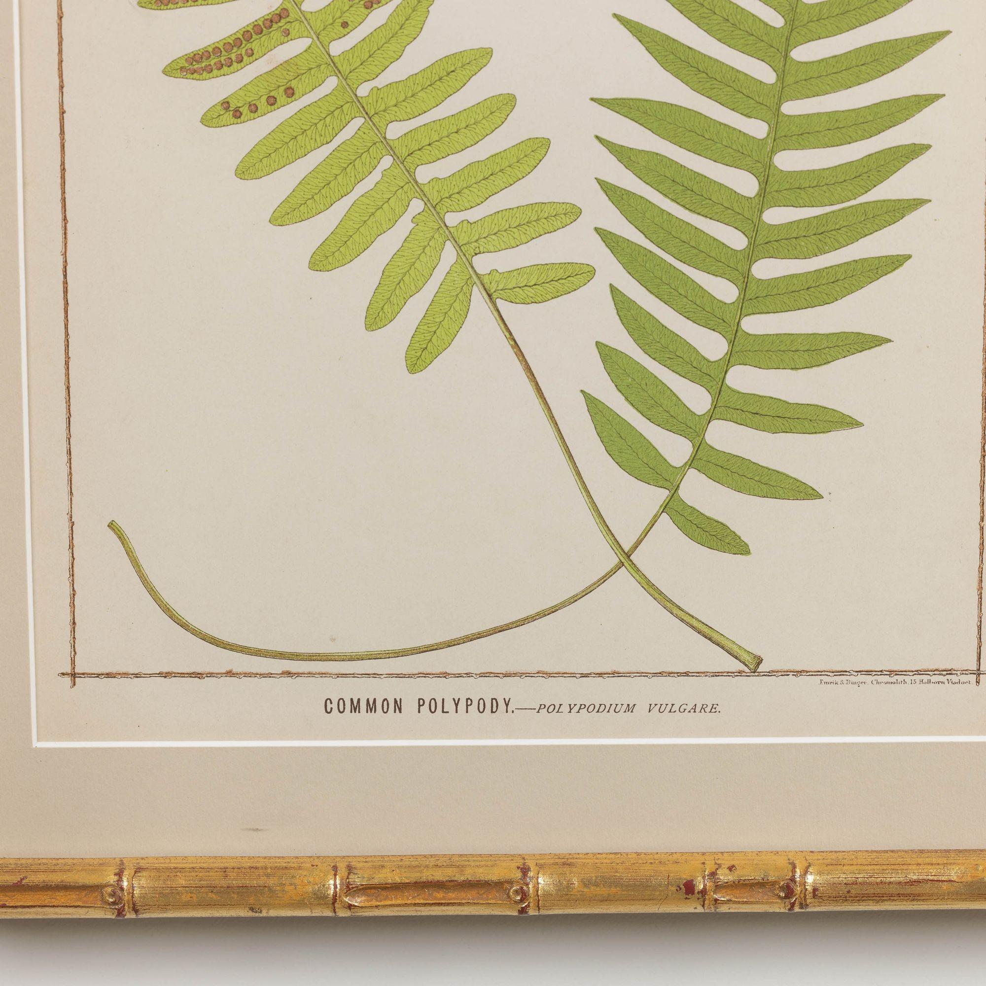 19th c. Collection of Four Framed English Chromolithograph Ferns 10