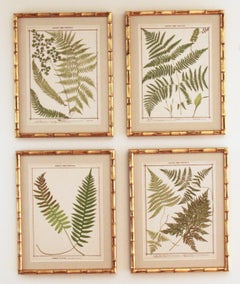 19th C. Collection of Four Framed English Chromolithograph Ferns