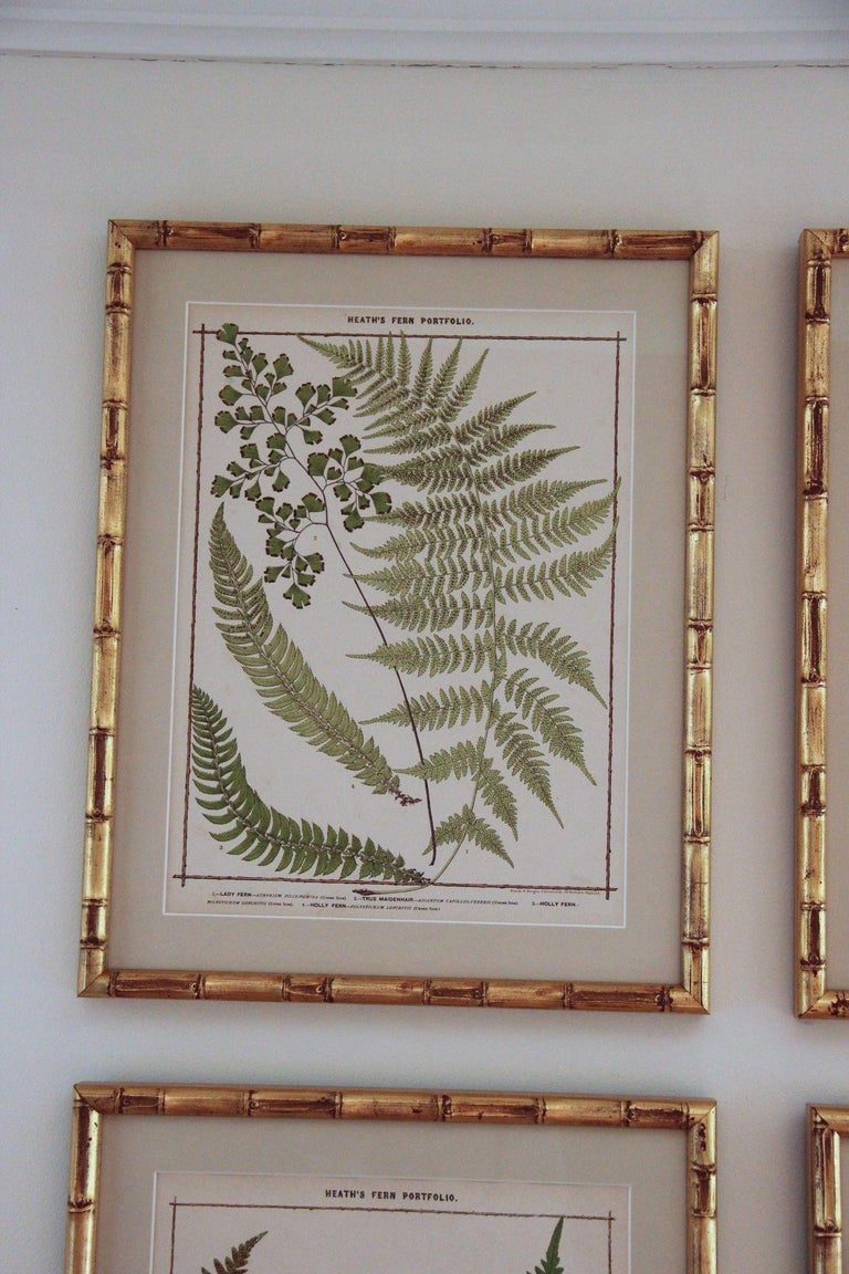 19th C. Collection of Four Framed English Chromolithograph Ferns In Excellent Condition For Sale In Wichita, KS